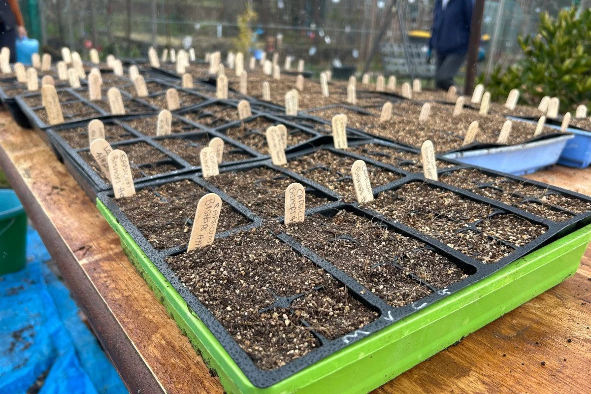 Seed raising mix in use in cell trays