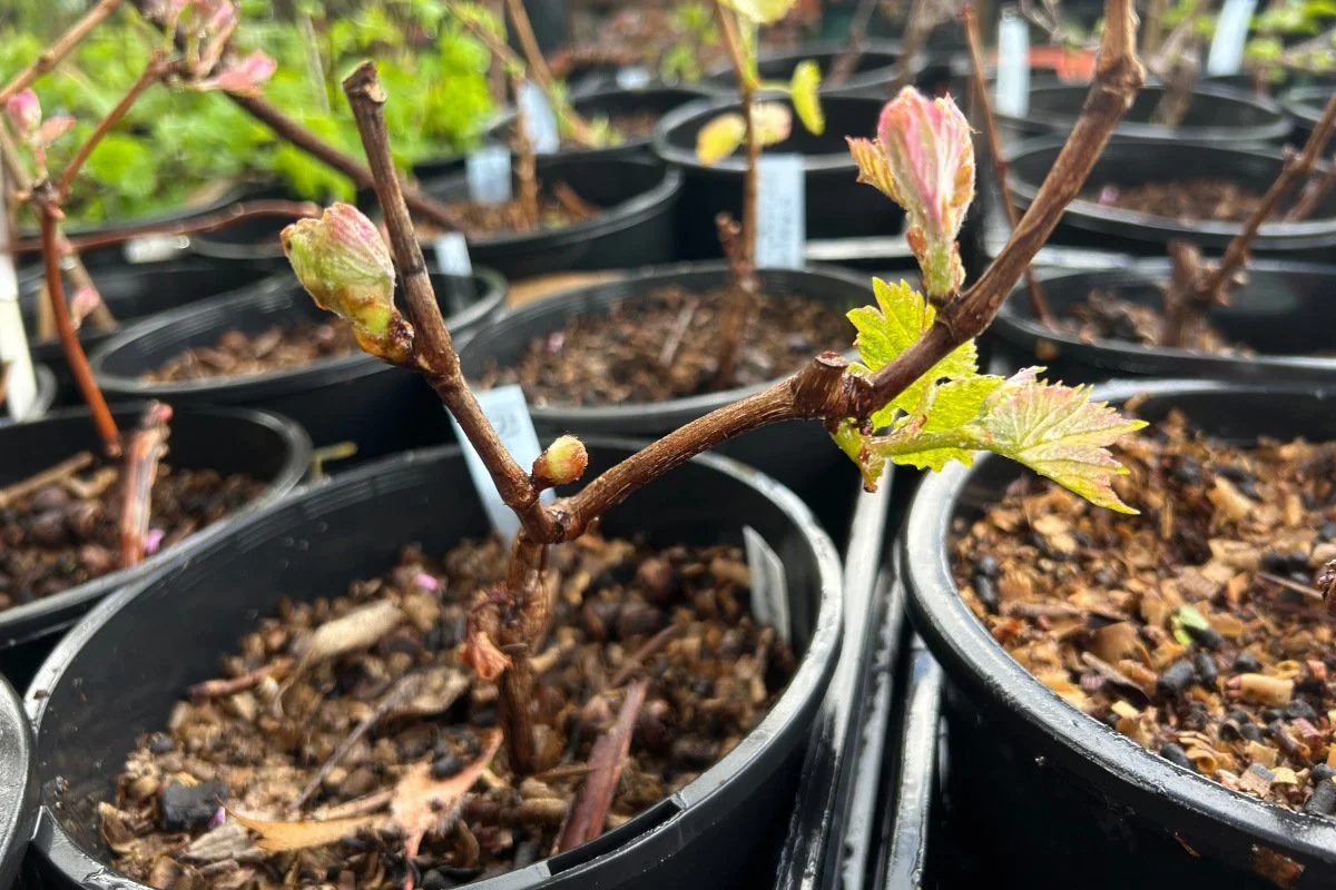 Cuttings growing in potting mix with the lot