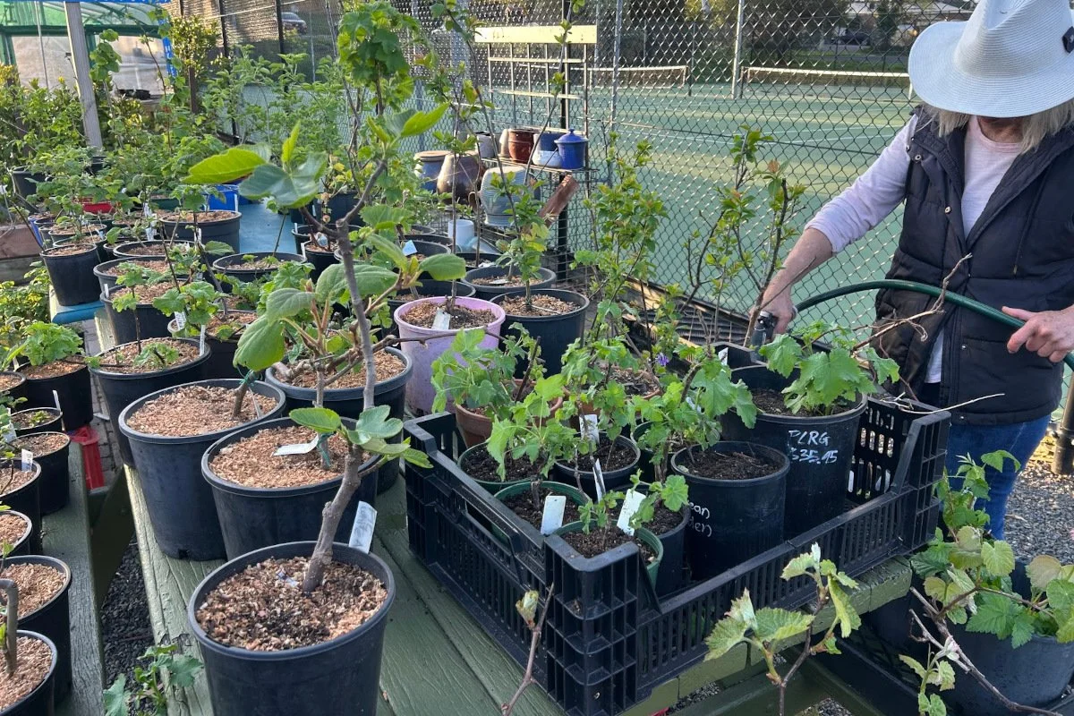Various fruit trees growing in potting mix with the lot