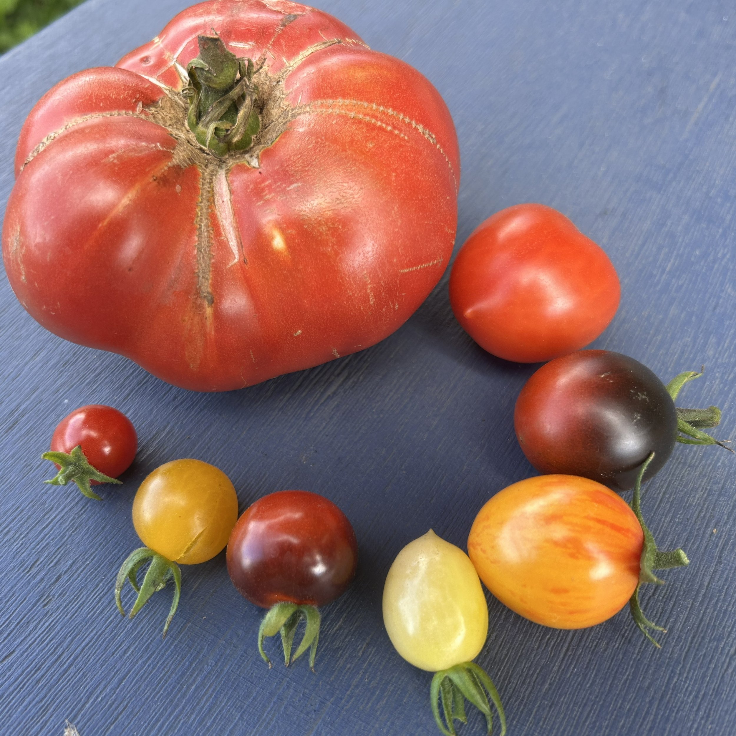 seedsaving41.jpg