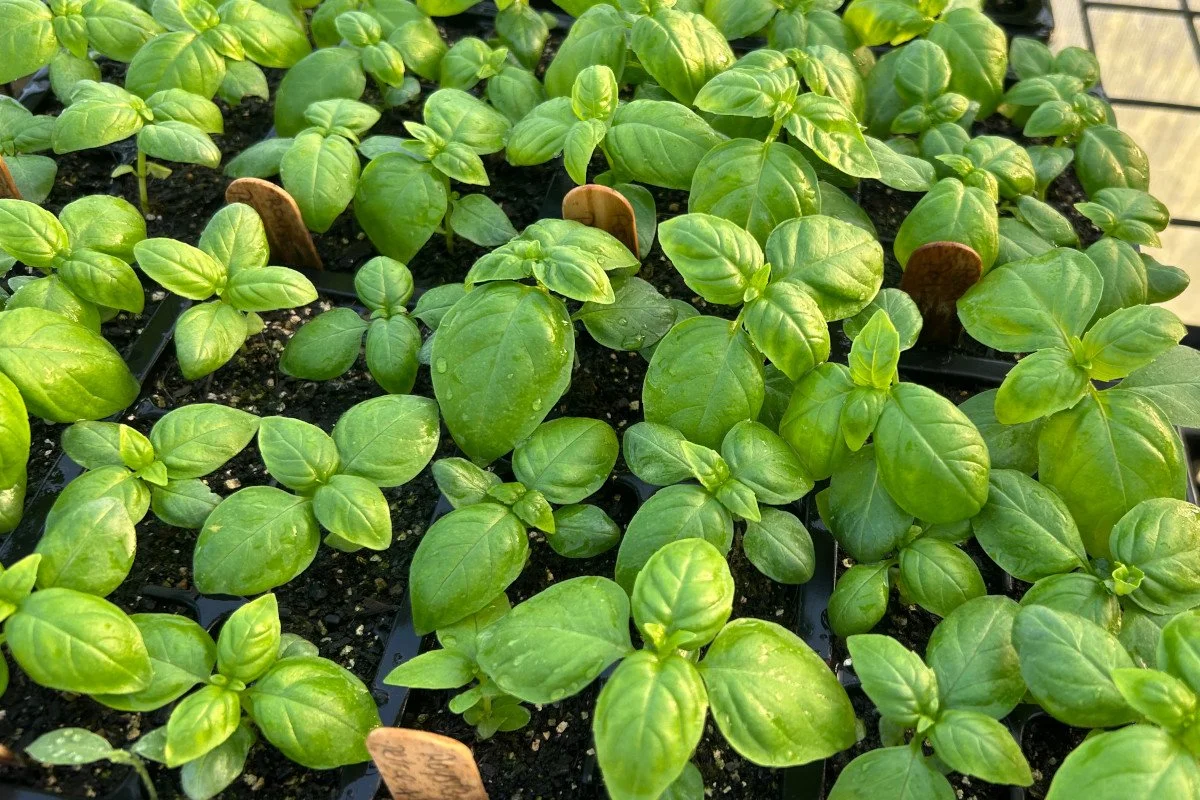 Healthy basil seedlings