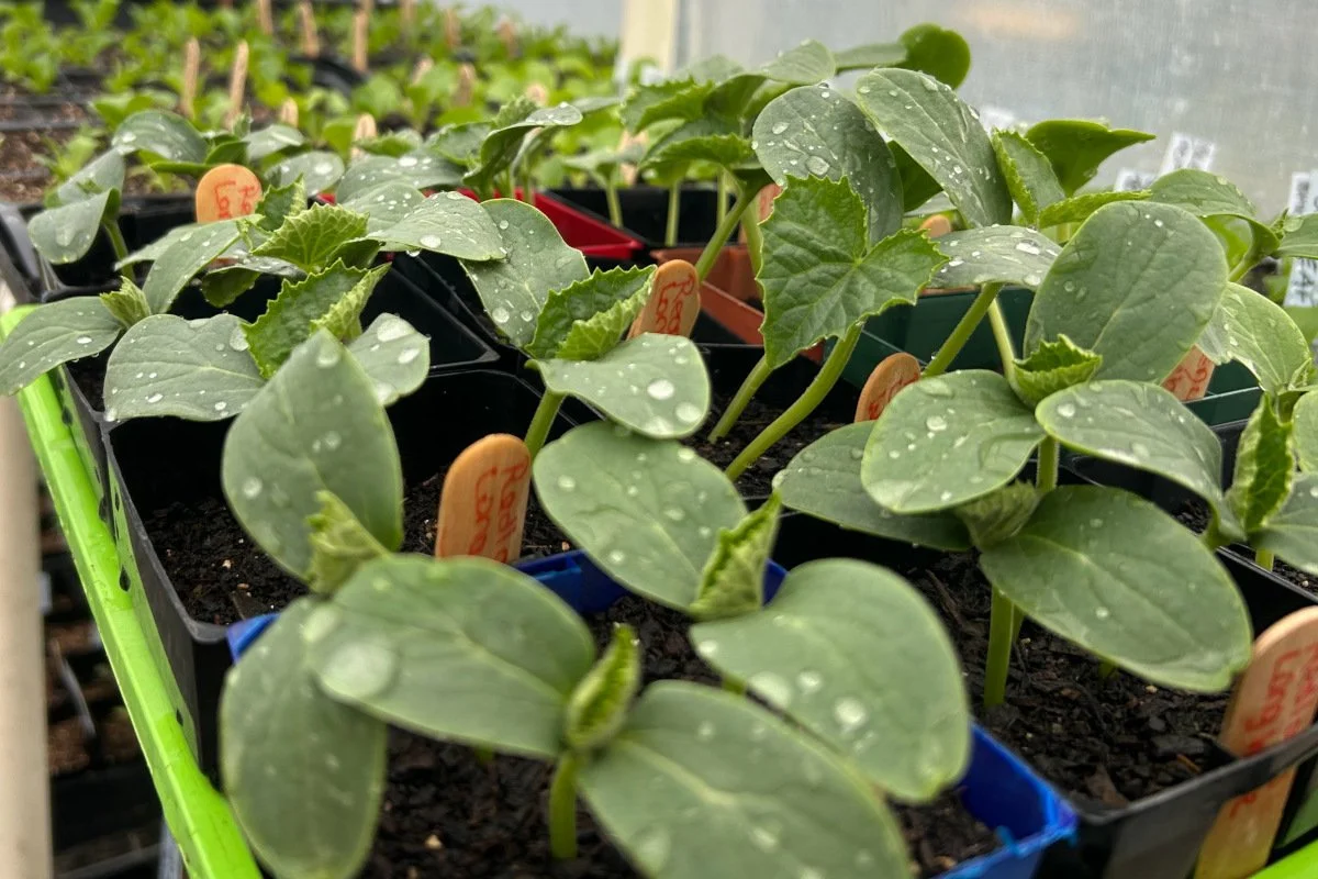 Germinating cucumbers