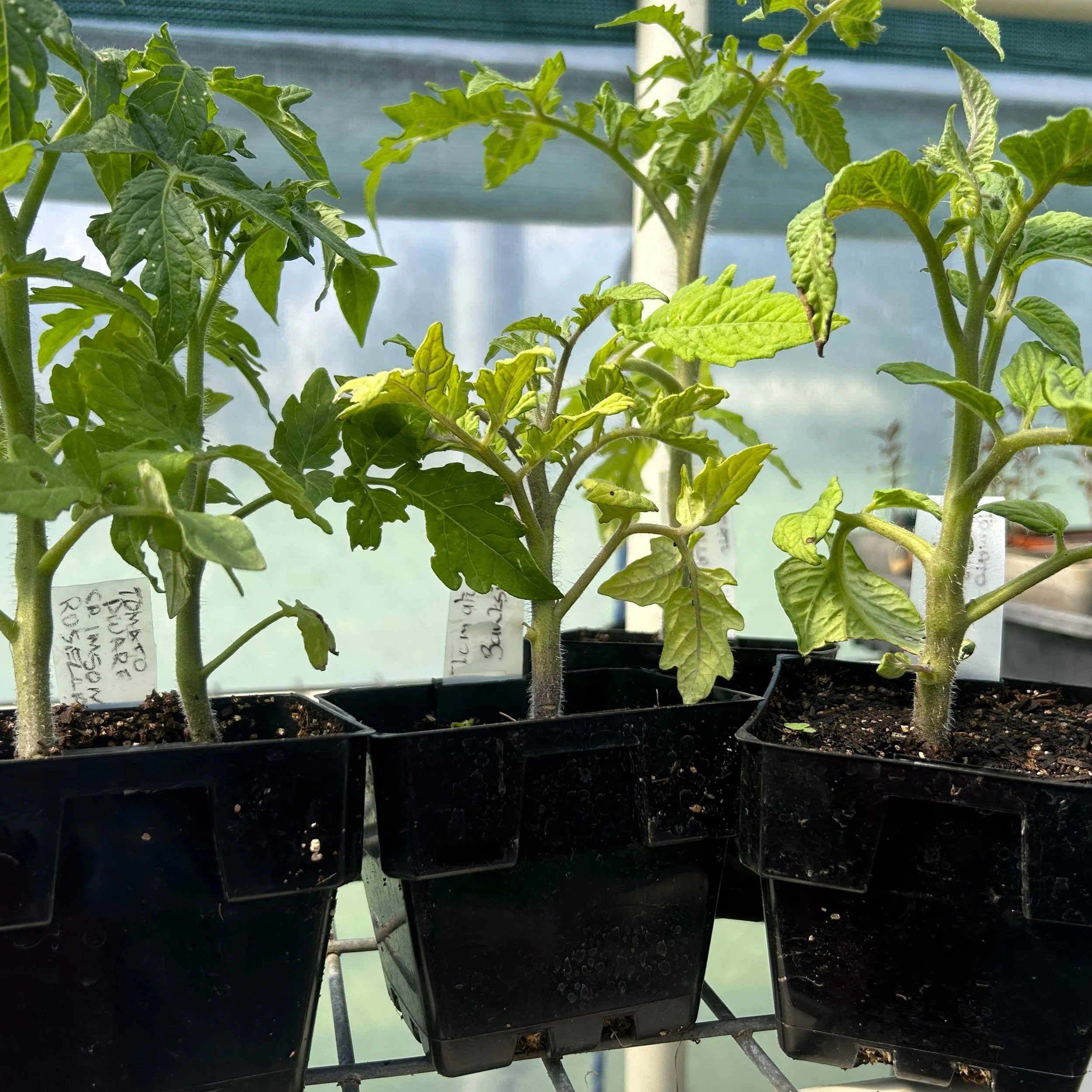 seedsaving36.jpg