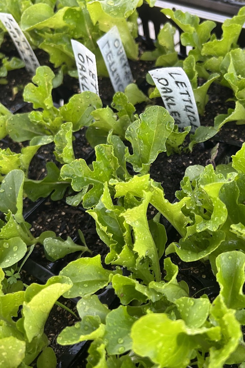 Oakleaf Lettuce Seedlings