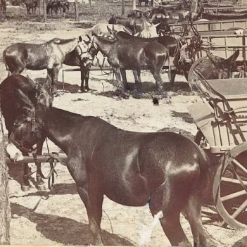 Army-mule_Kellogg_July-11-copy.jpg