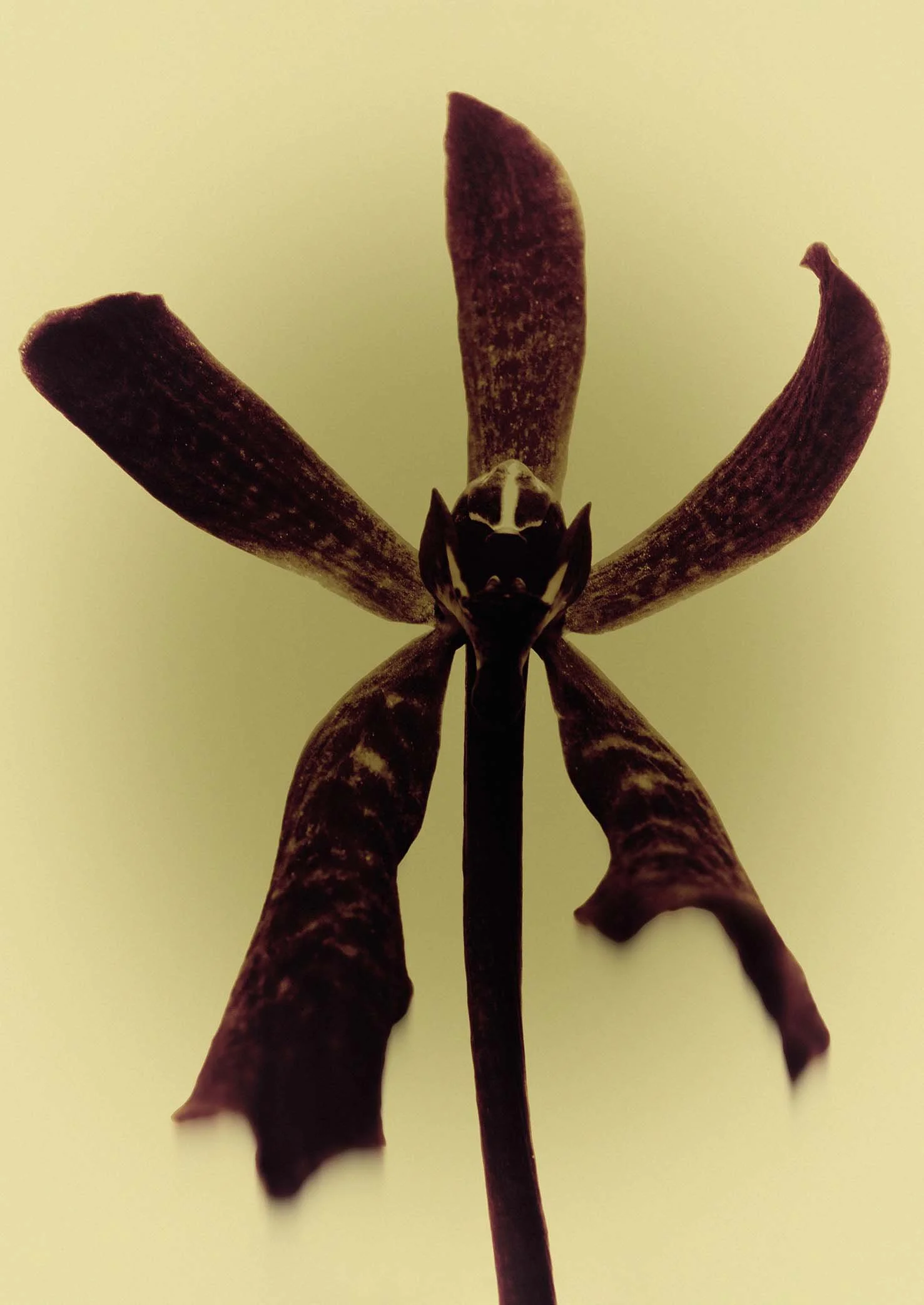 Arachnis-B4LowRes.jpg