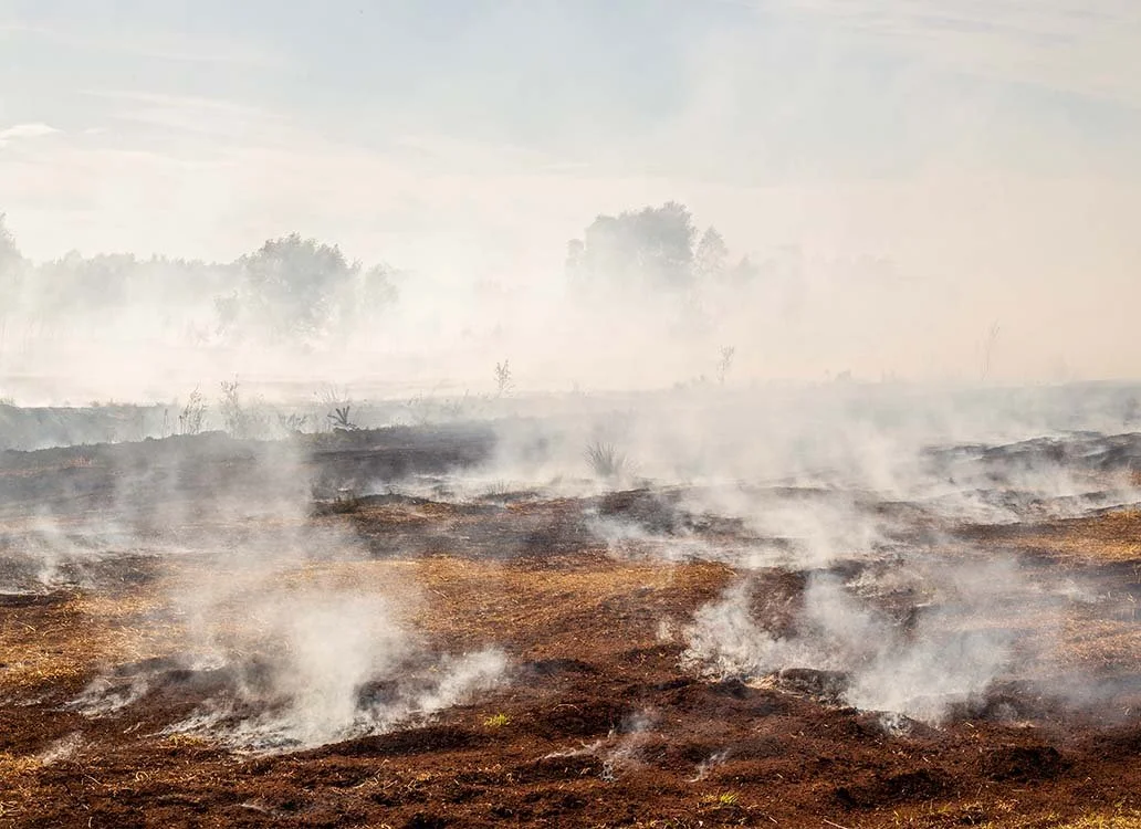 Pockets of underground peat fire smoldering.jpg