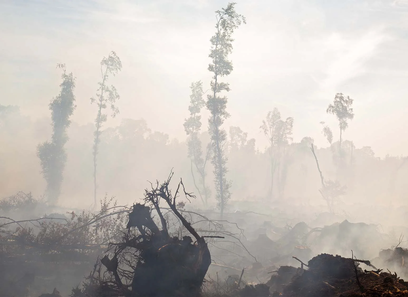 Aftermath of Bog Fire _1.jpg