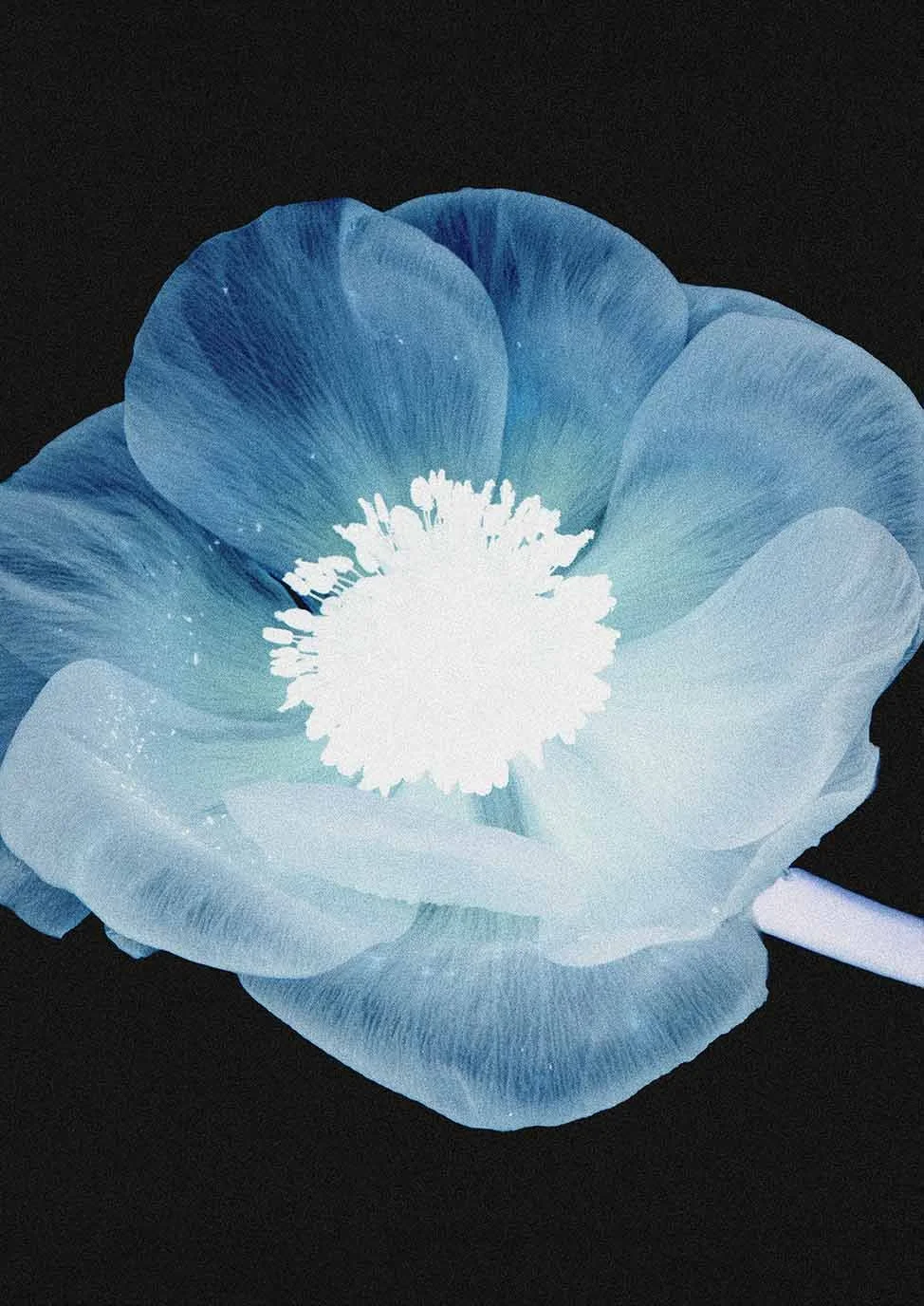 Anemone-B4LowRes.jpg