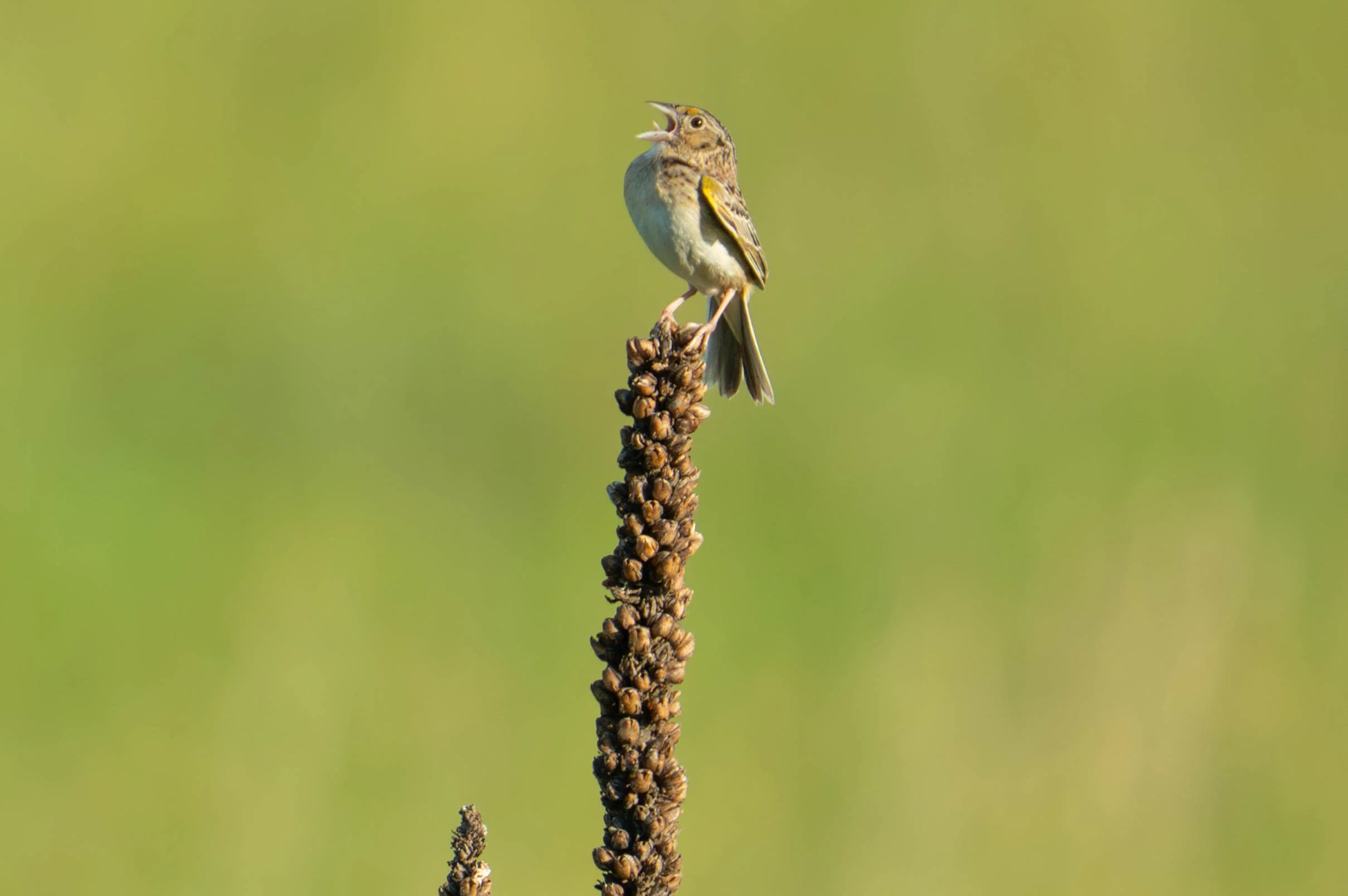 grasshopper sparrow | on corchaug land