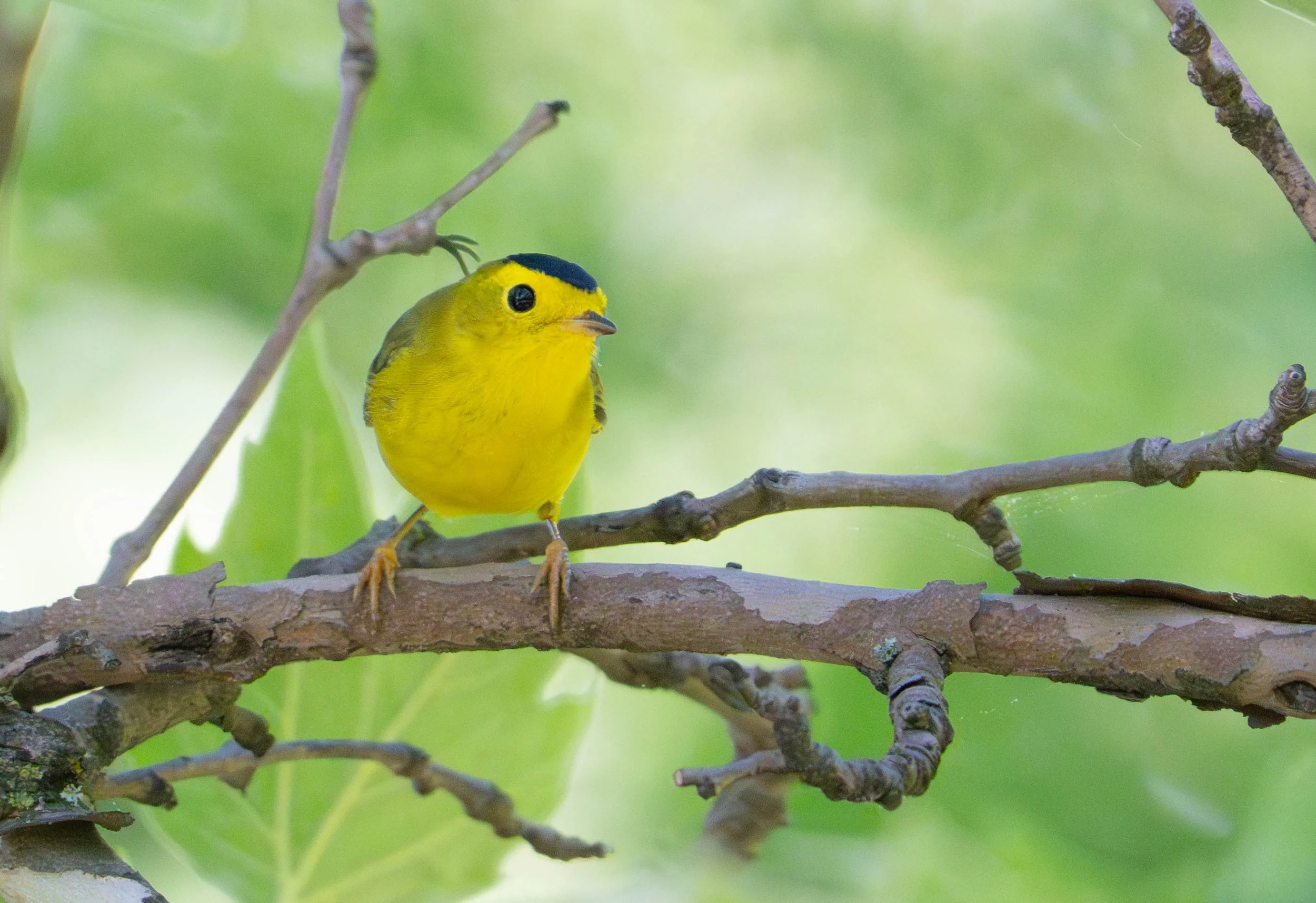 wilson's warbler | on lenape land