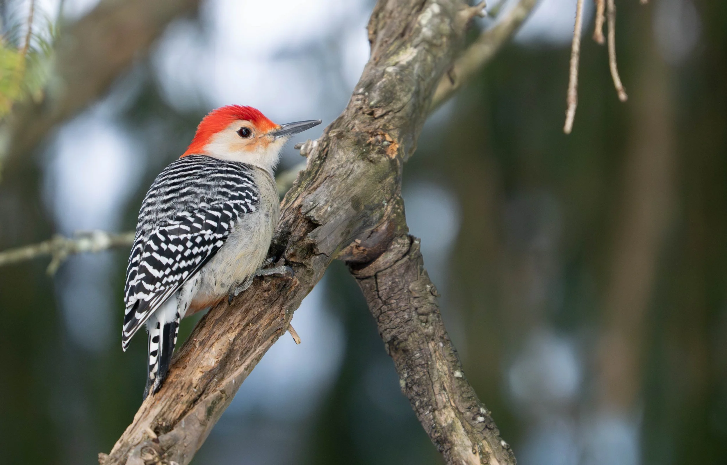 red-bellied woodpecker | on secatogue land