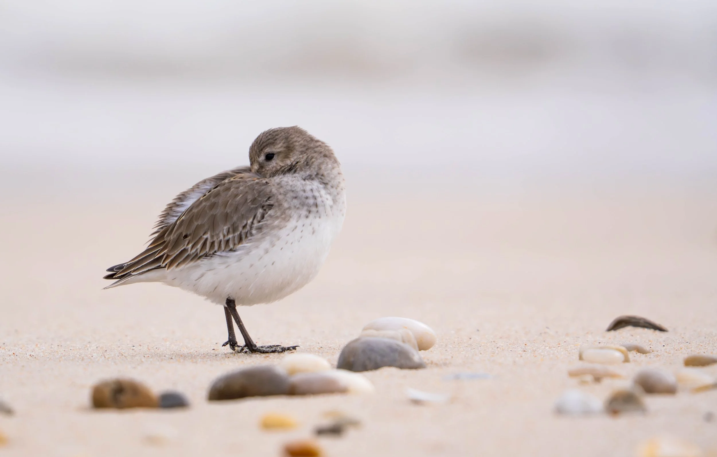 dunlin | on shinnecock land