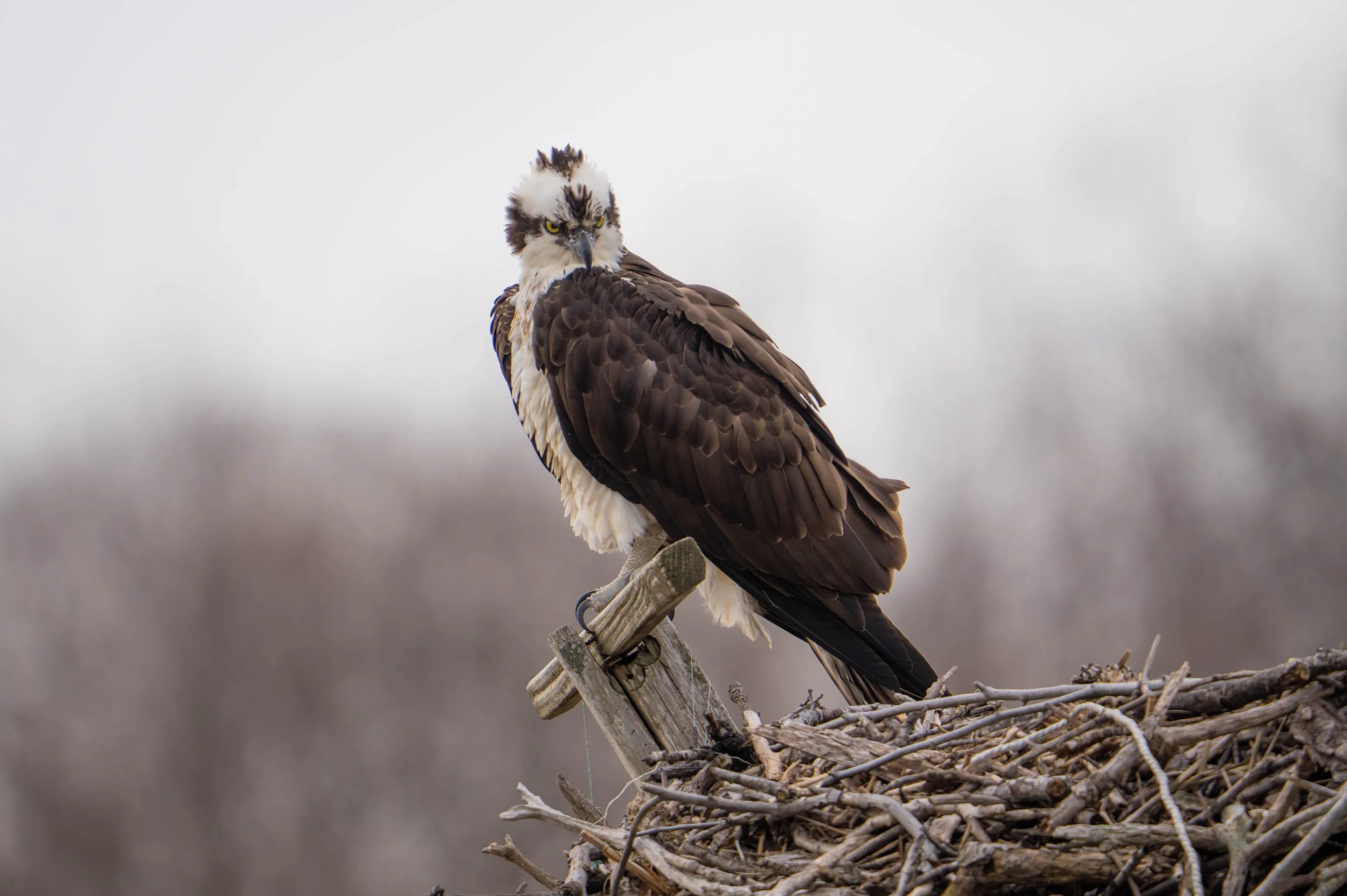 osprey | on nissaquogue land 