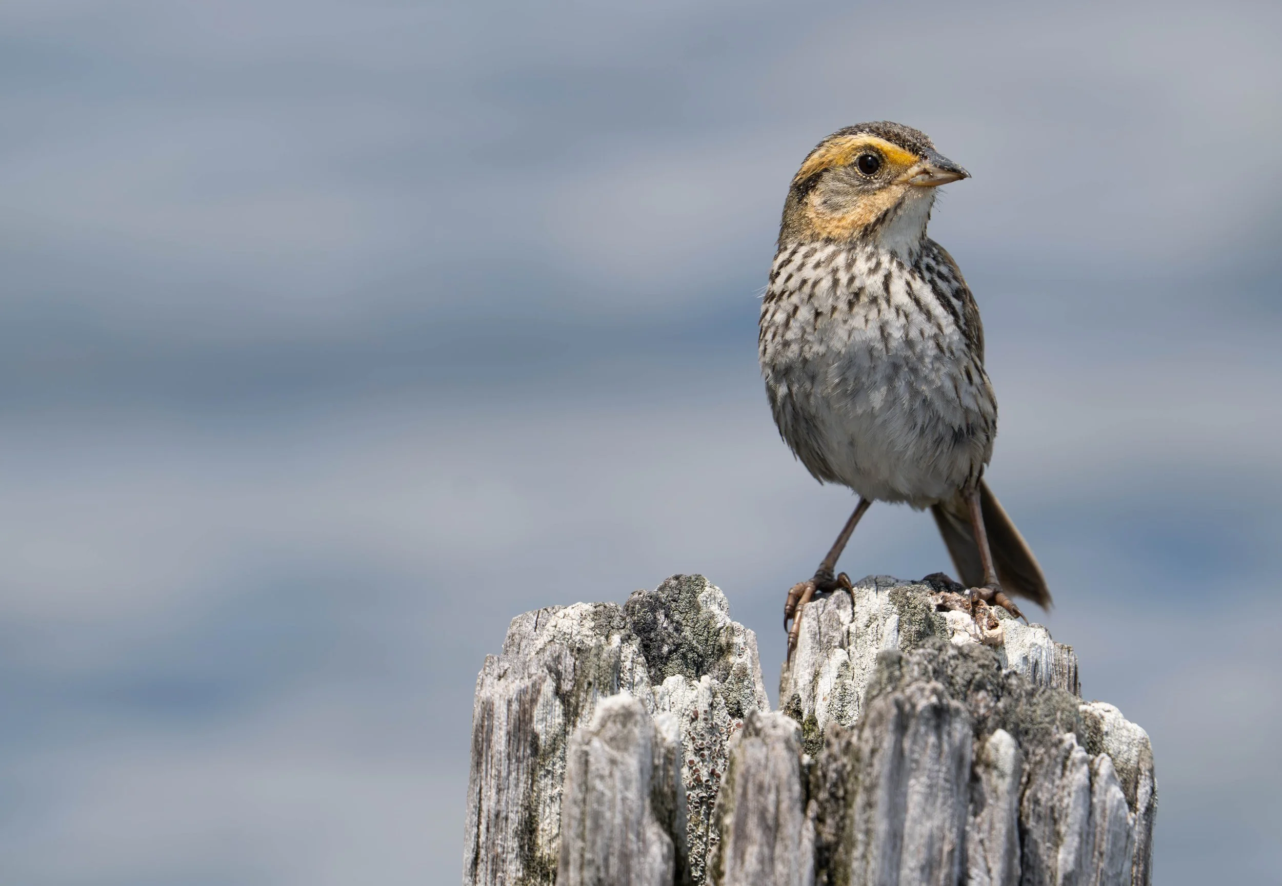 saltmarsh sparrow | on secatogue land