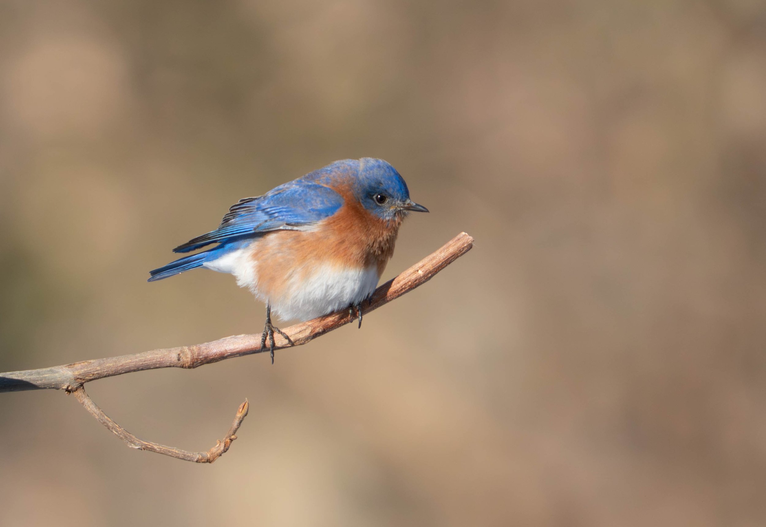 eastern bluebird | on nissaquogue land