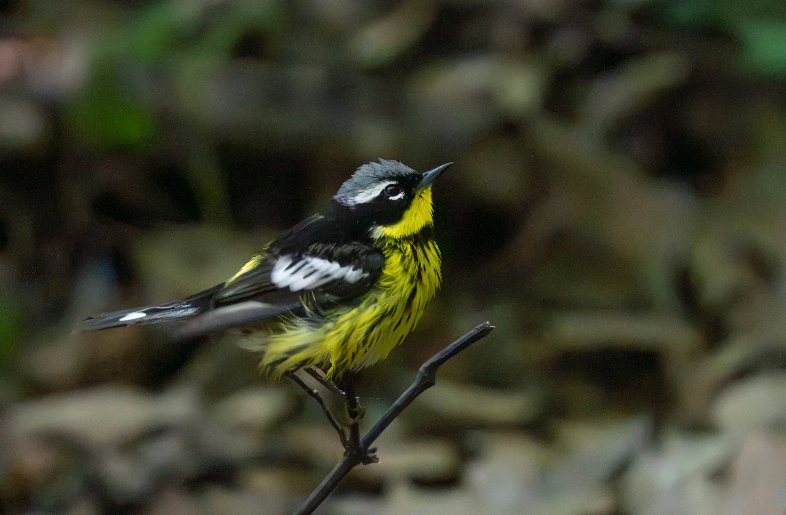 magnolia warbler | on lenape land