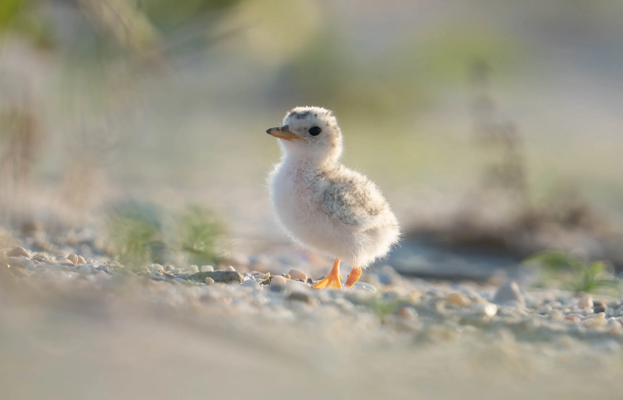 least tern | on nissequogue land
