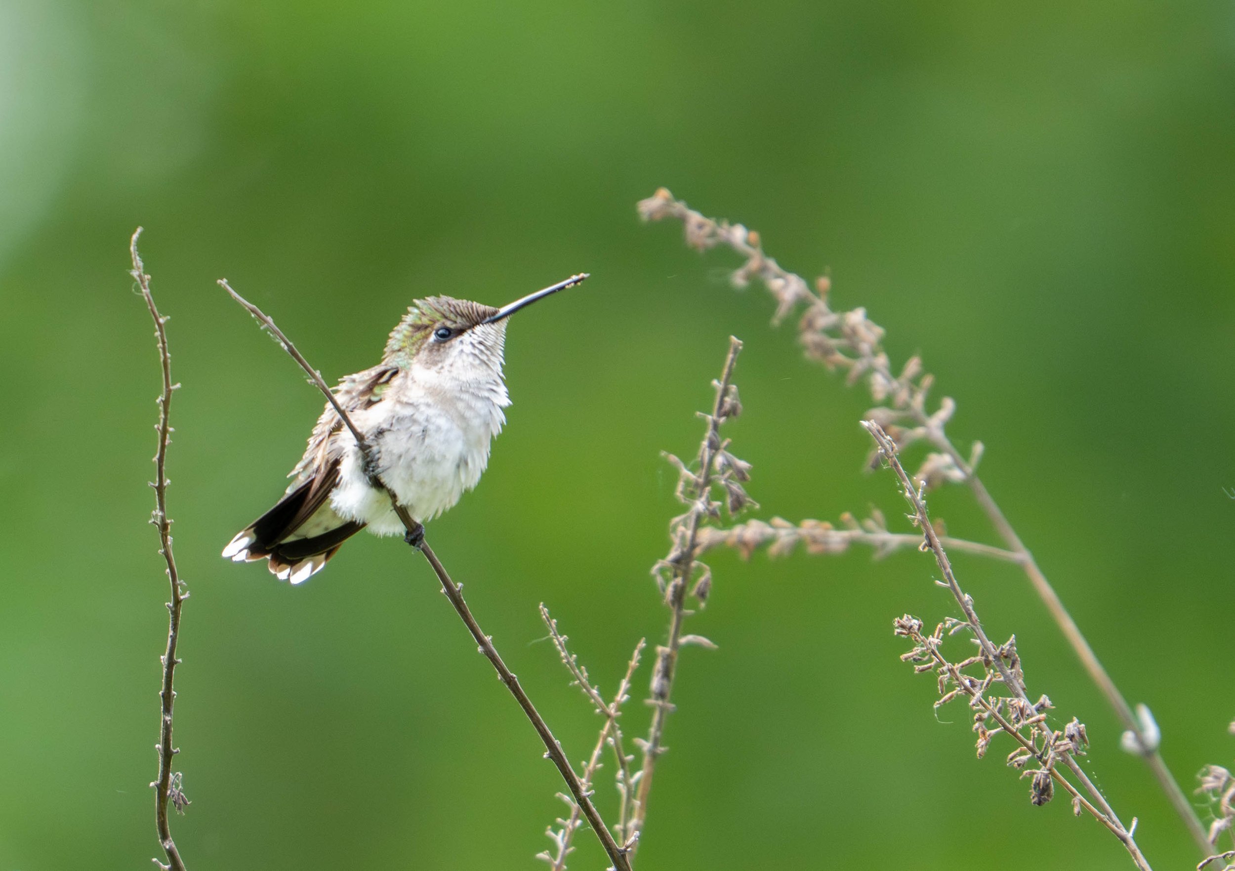 ruby-throated hummingbird | on nissequogue land