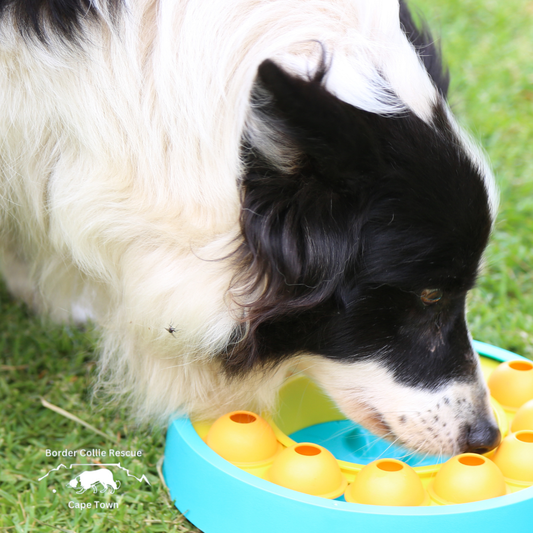 Border Collie Rescue