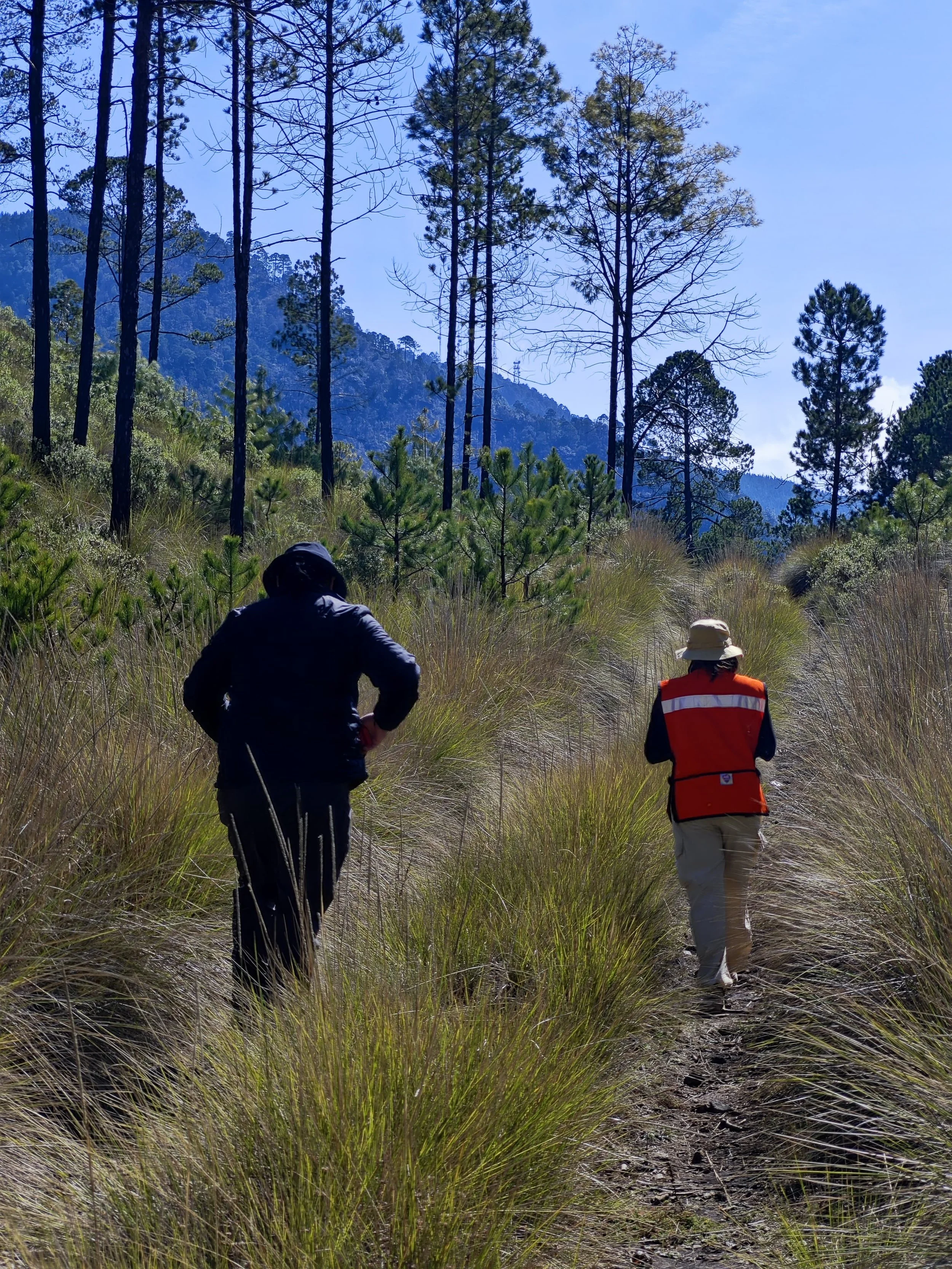 Dos personas caminando por un sendero en un bosque de pinos con montañas y cielo azul en el fondo.