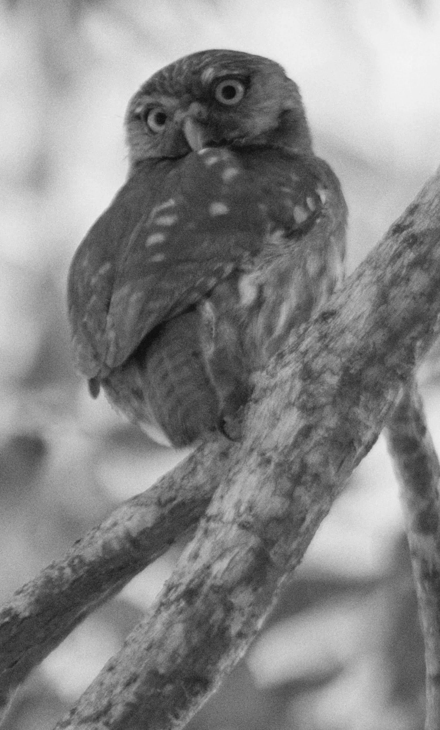 Un búho en blanco y negro, sentado en una rama, mirando hacia la cámara