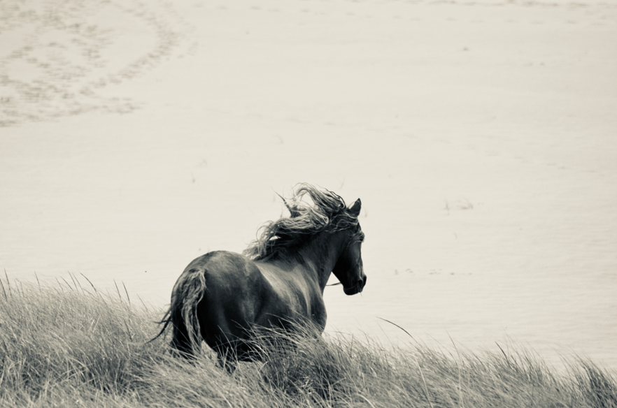 sable+island+for+website+snip5.png