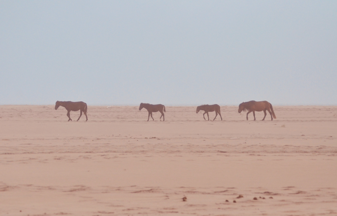 sable+island+for+website+snip4.png