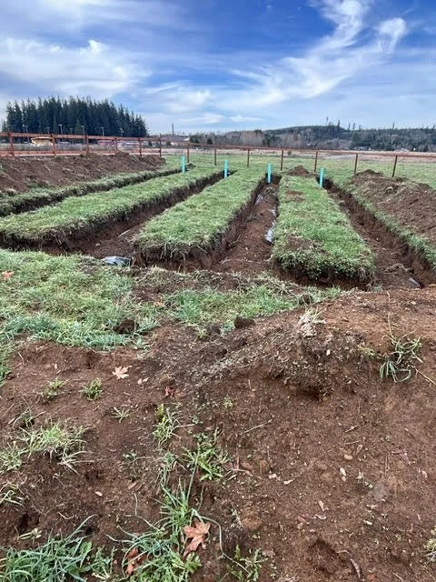 Impressions of a garden or farm with evenly spaced rows of green plants, with a clear sky above and a fence in the background.