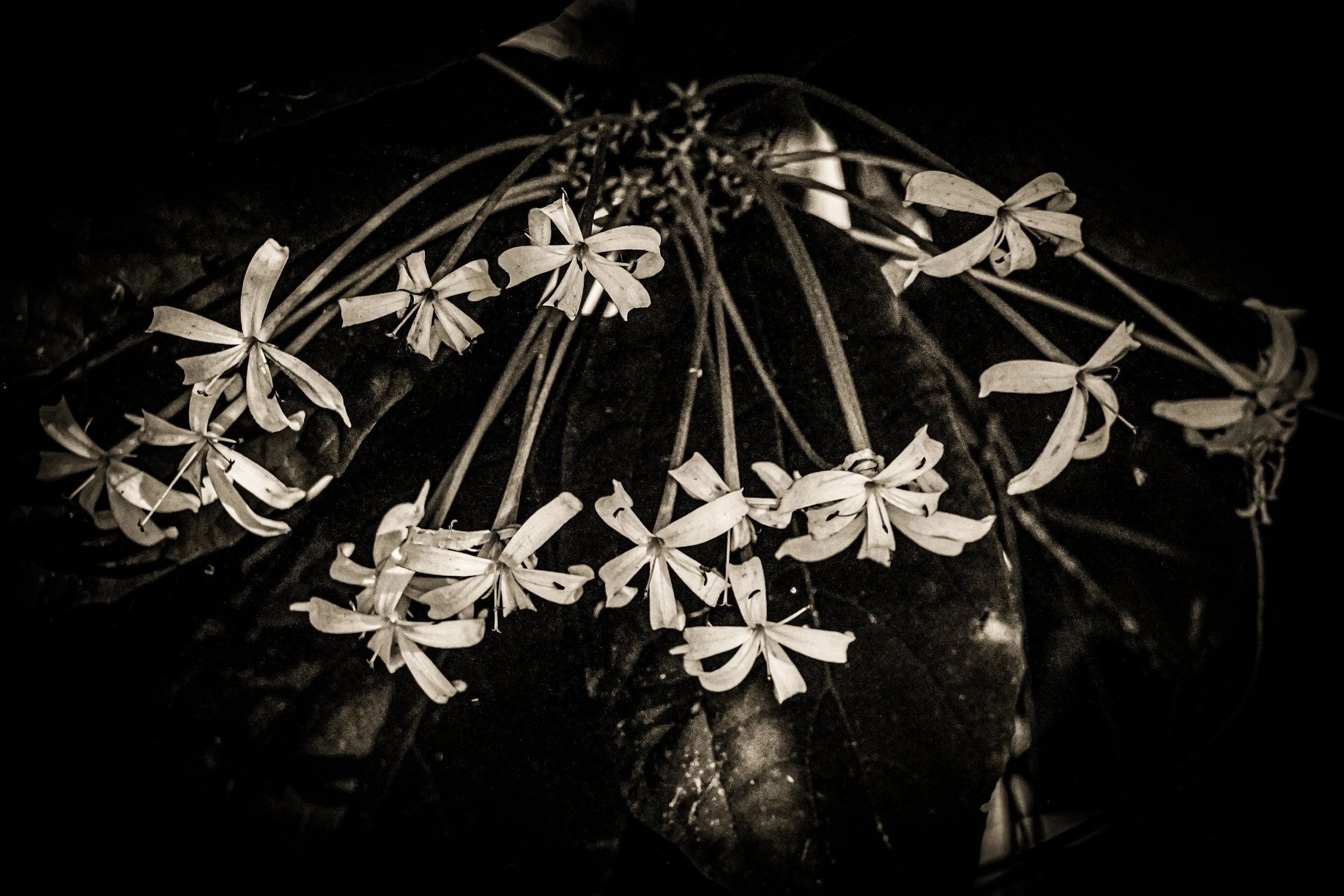 _DSC3530-3-2 copy.jpg