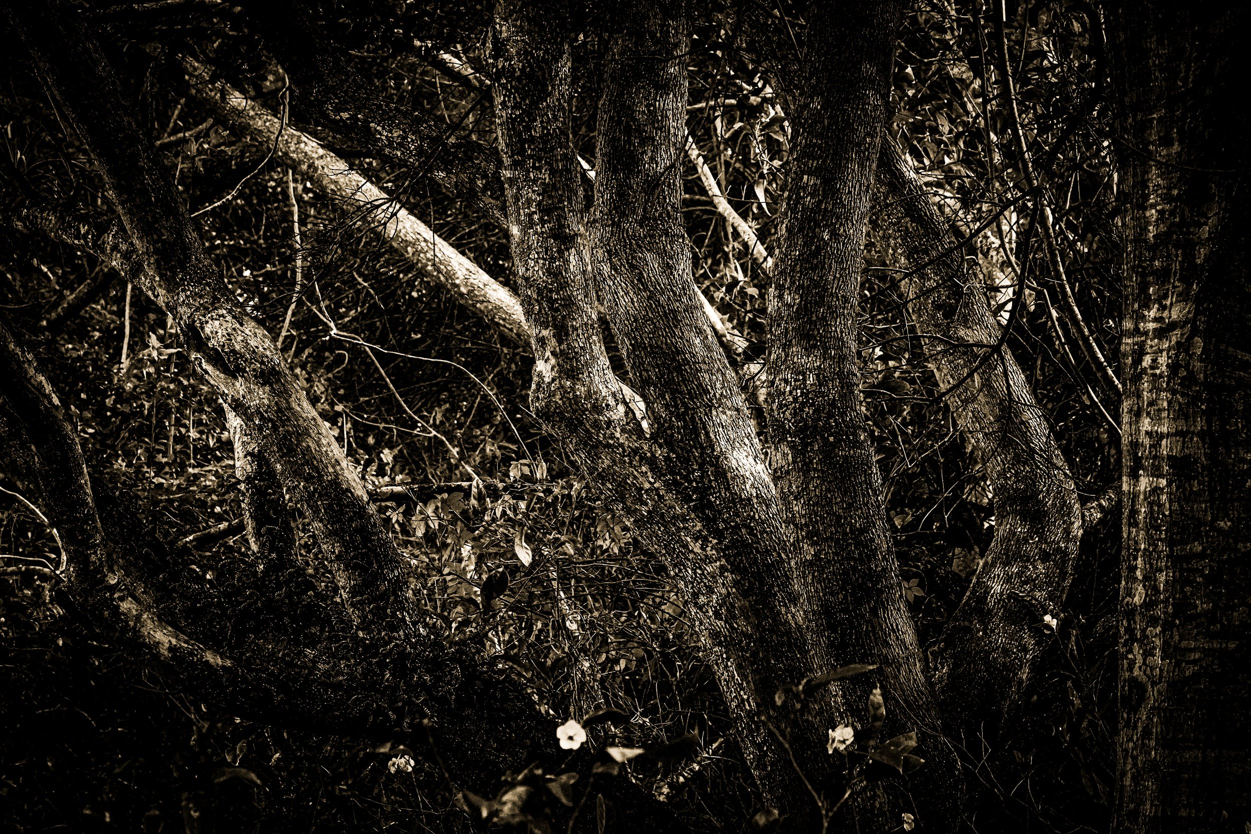 _DSC3527-3-3 copy.jpg