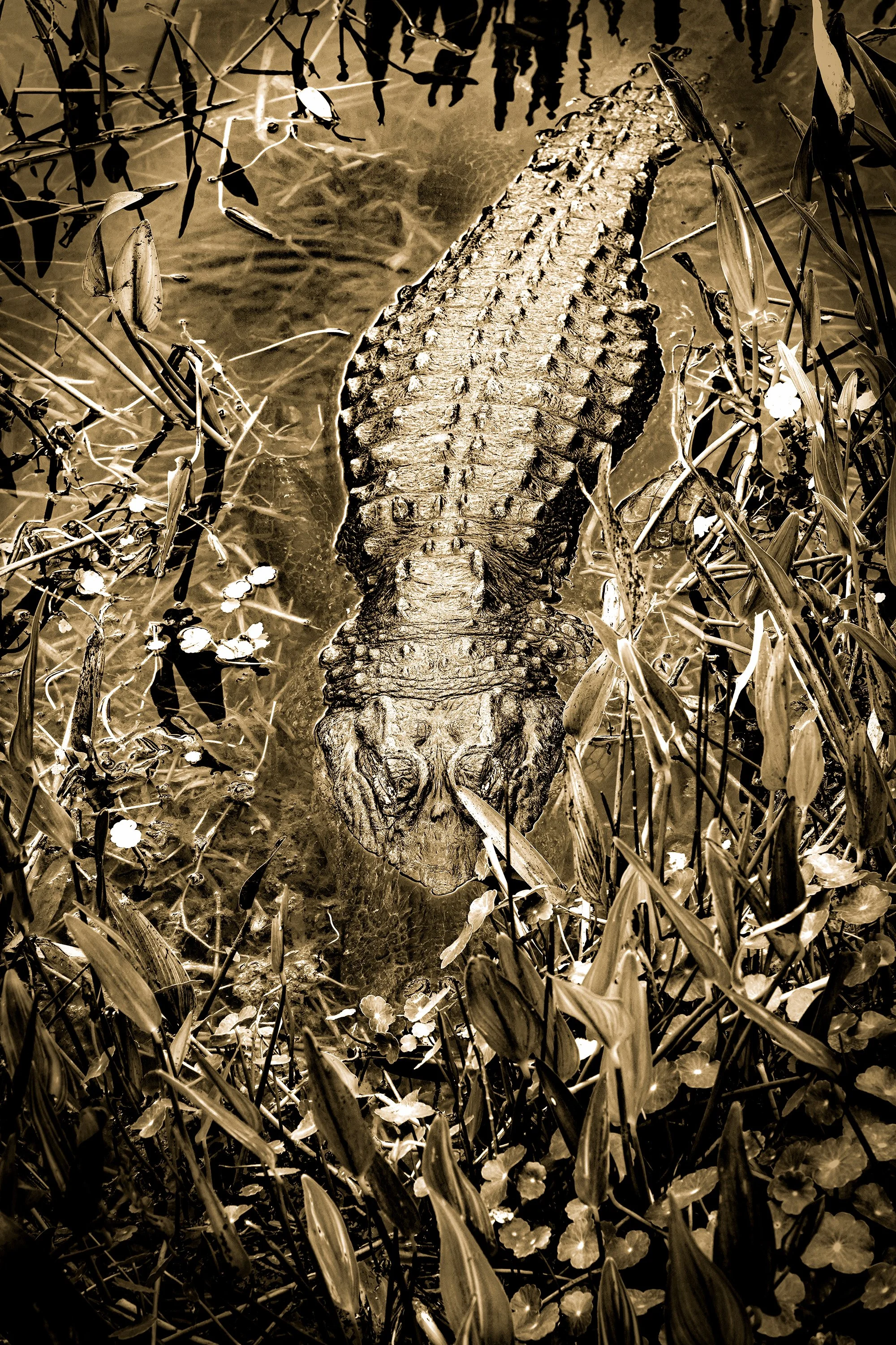 _Fla.nat.pres-10 copy-2.jpg