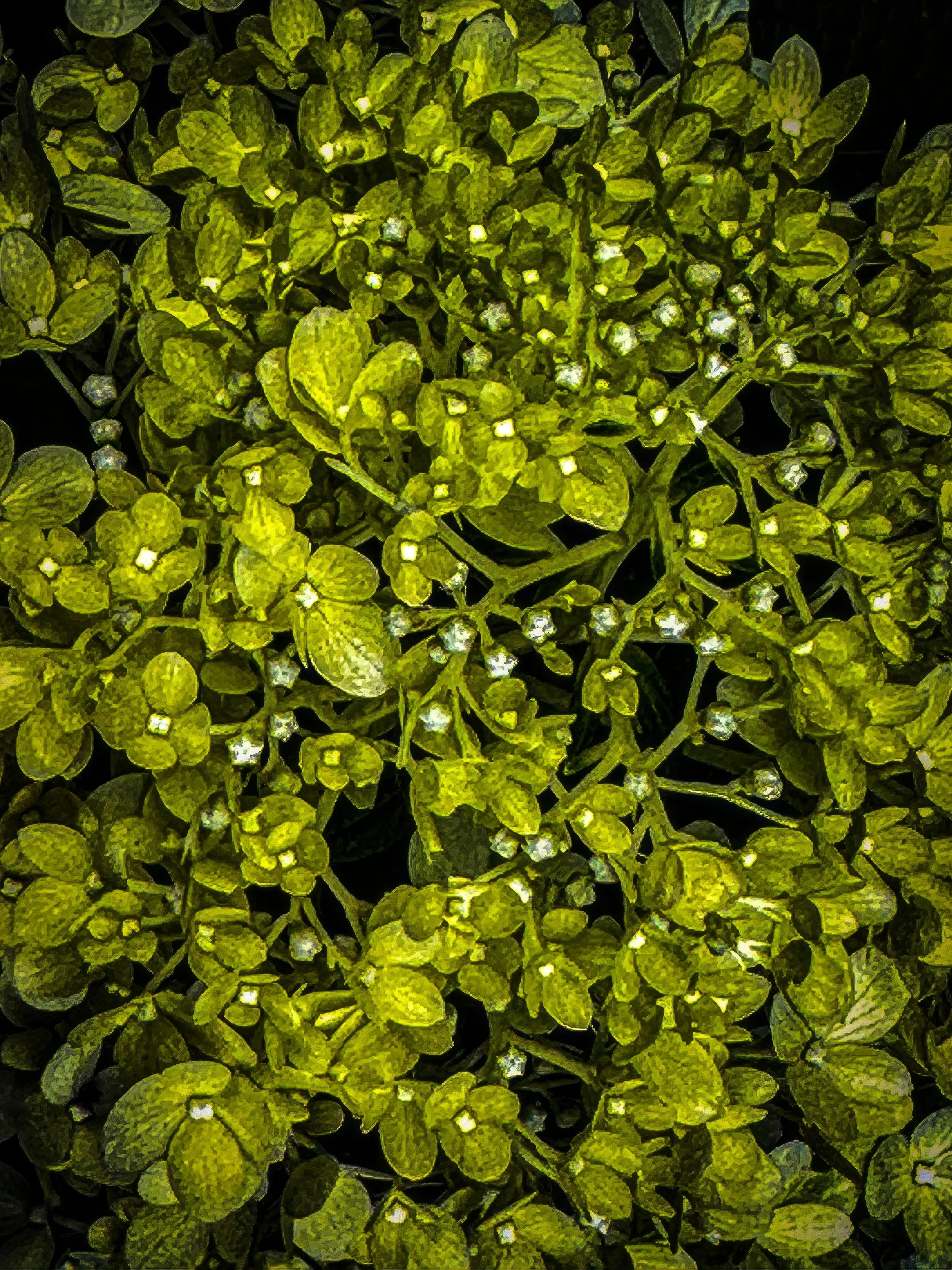 IMG_3738-2 copy-2-topaz-enhance-2x copy.jpg