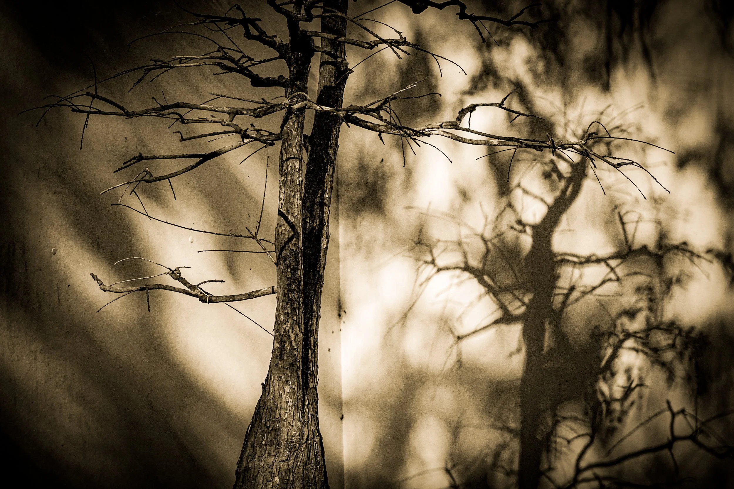 _DSC3575-3-2-2 copy.jpg