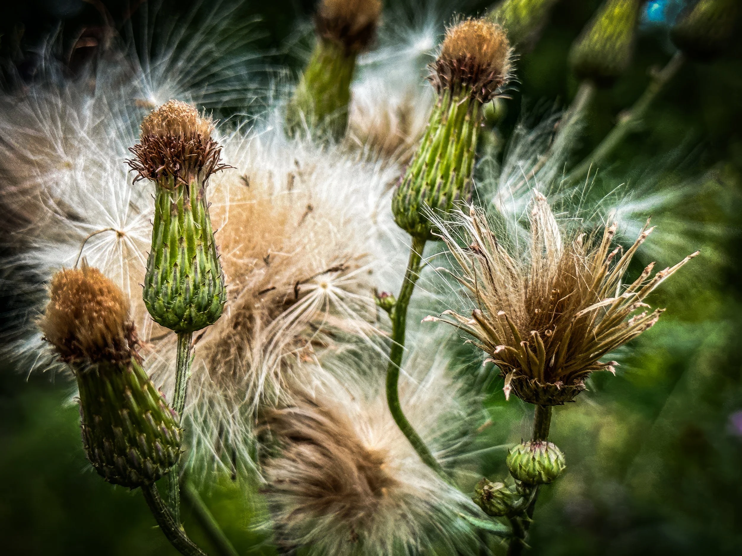 IMG_4799-3 copy-topaz-enhance-2x copy.jpg