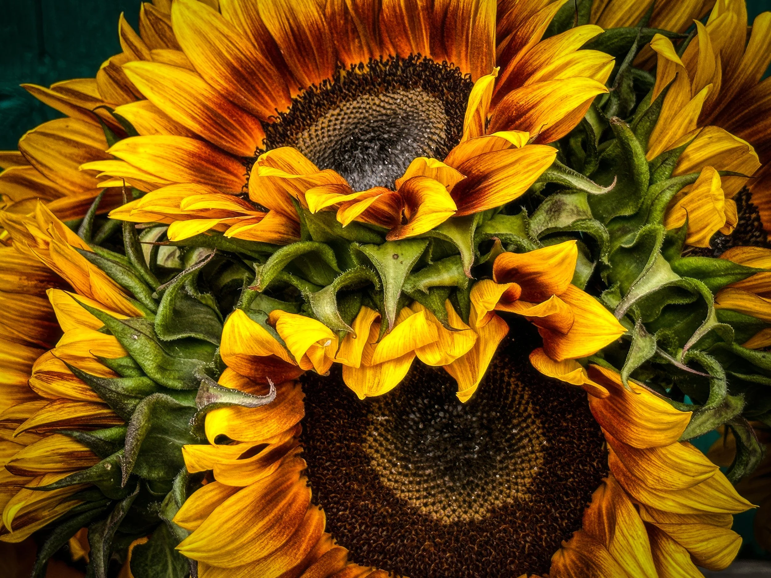 IMG_3939-topaz-enhance-2x copy.jpg