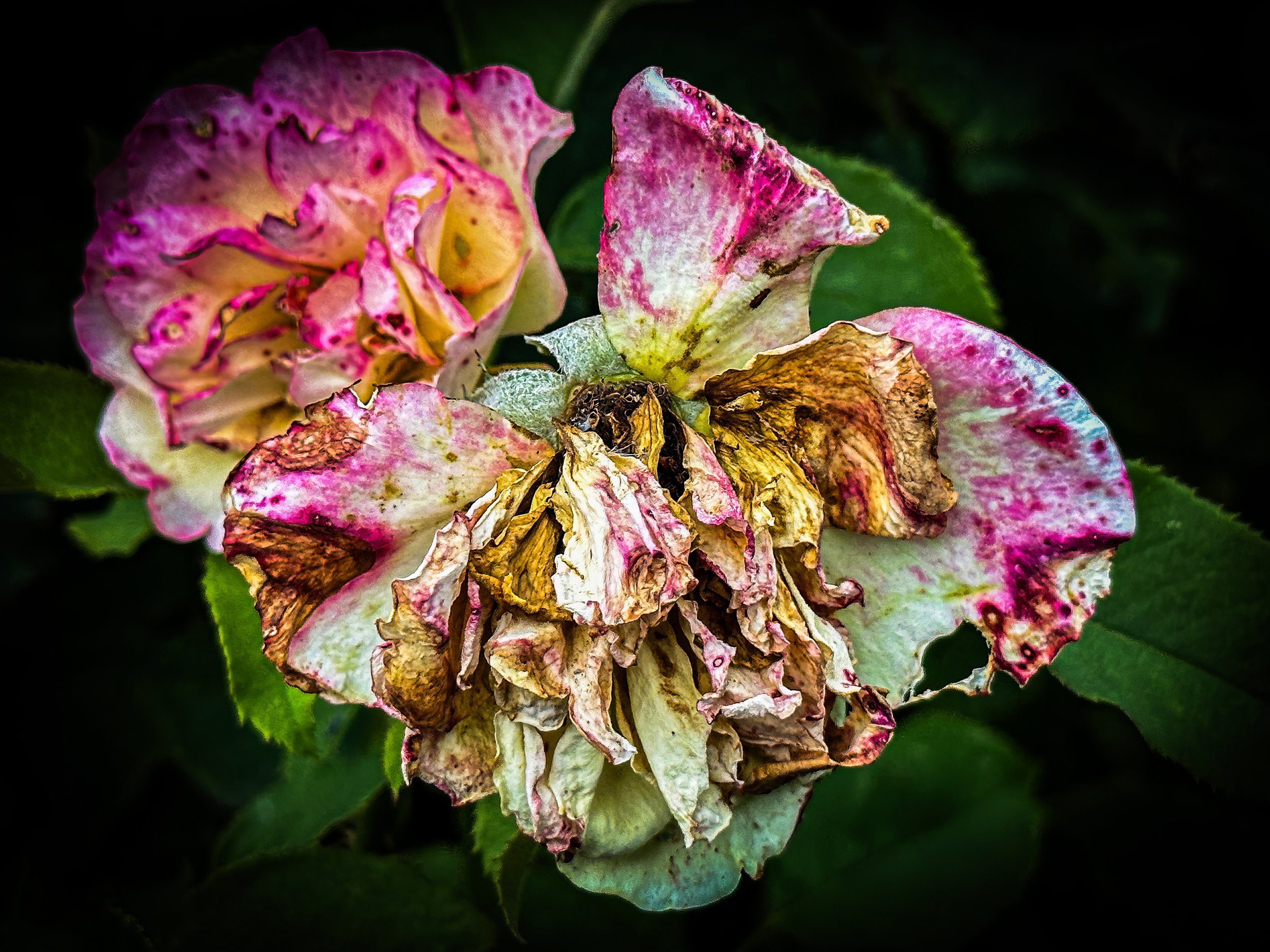 IMG_4822-3 copy-topaz-enhance-2x copy.jpg