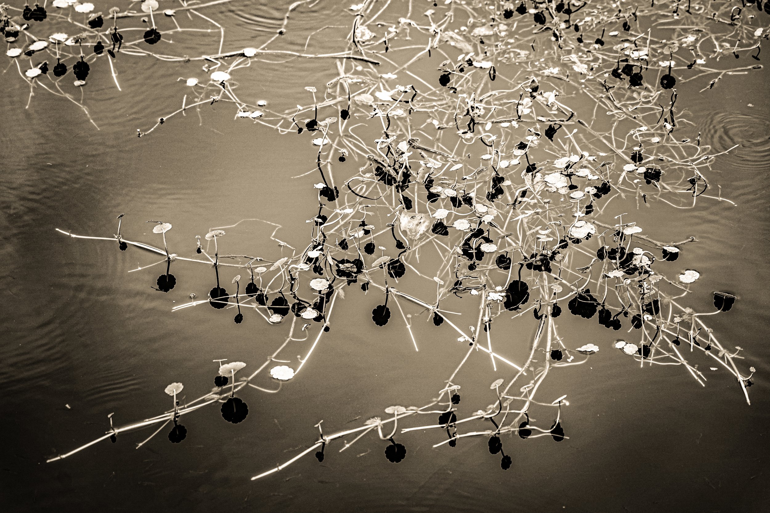 _DSC3686-3-2 copy.jpg