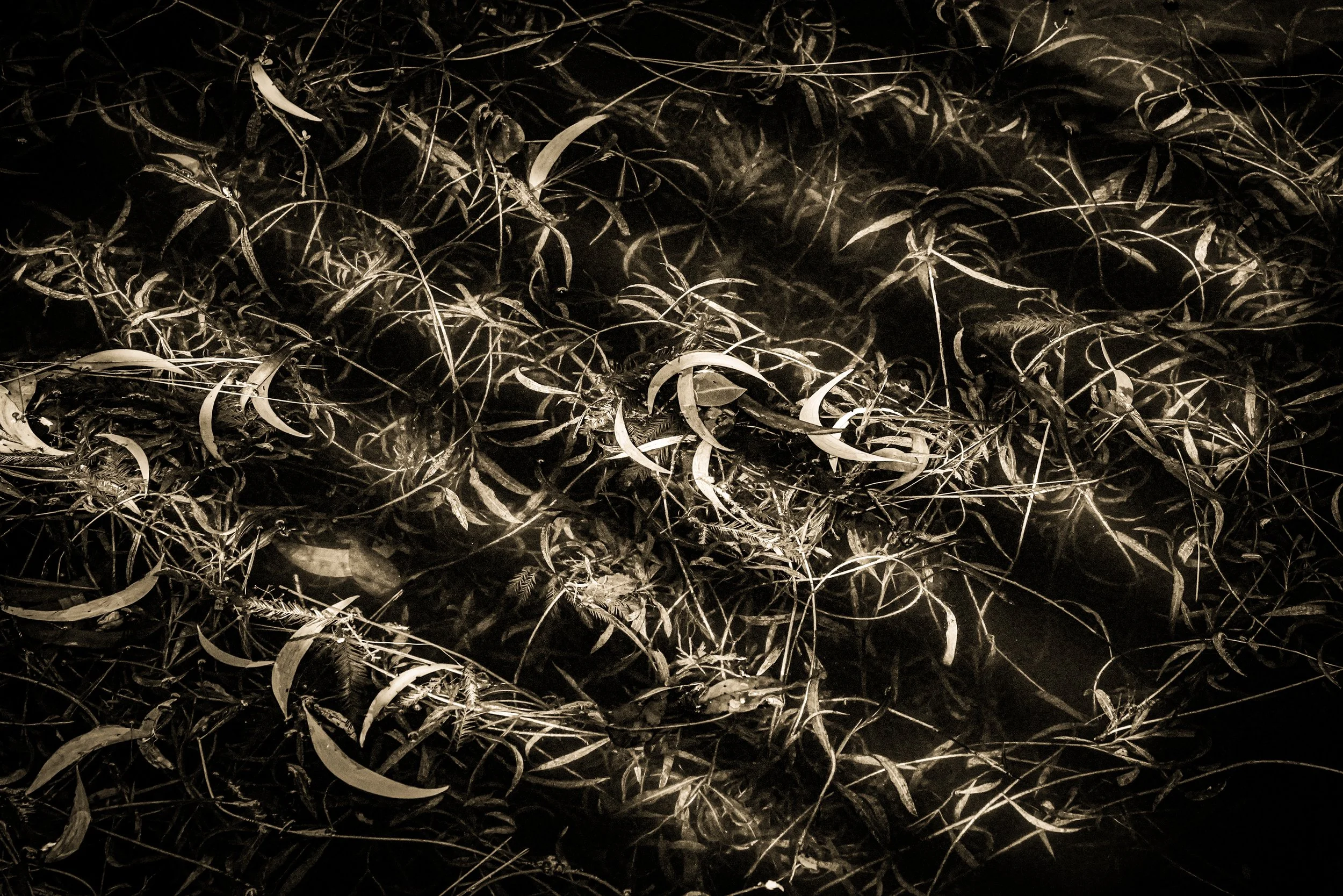 _DSC3509-4-2 copy.jpg