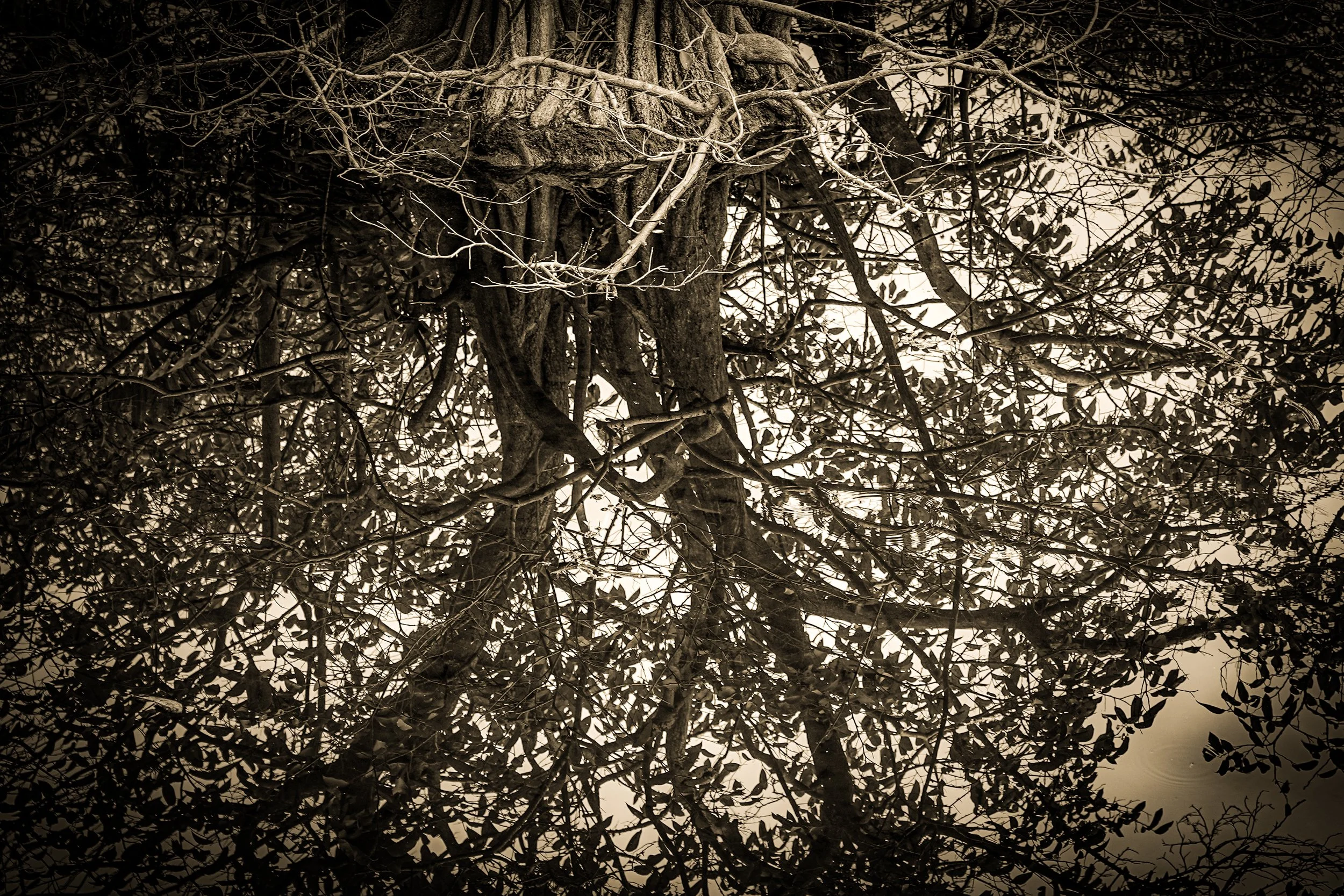 _DSC3605-2-2-2 copy.jpg