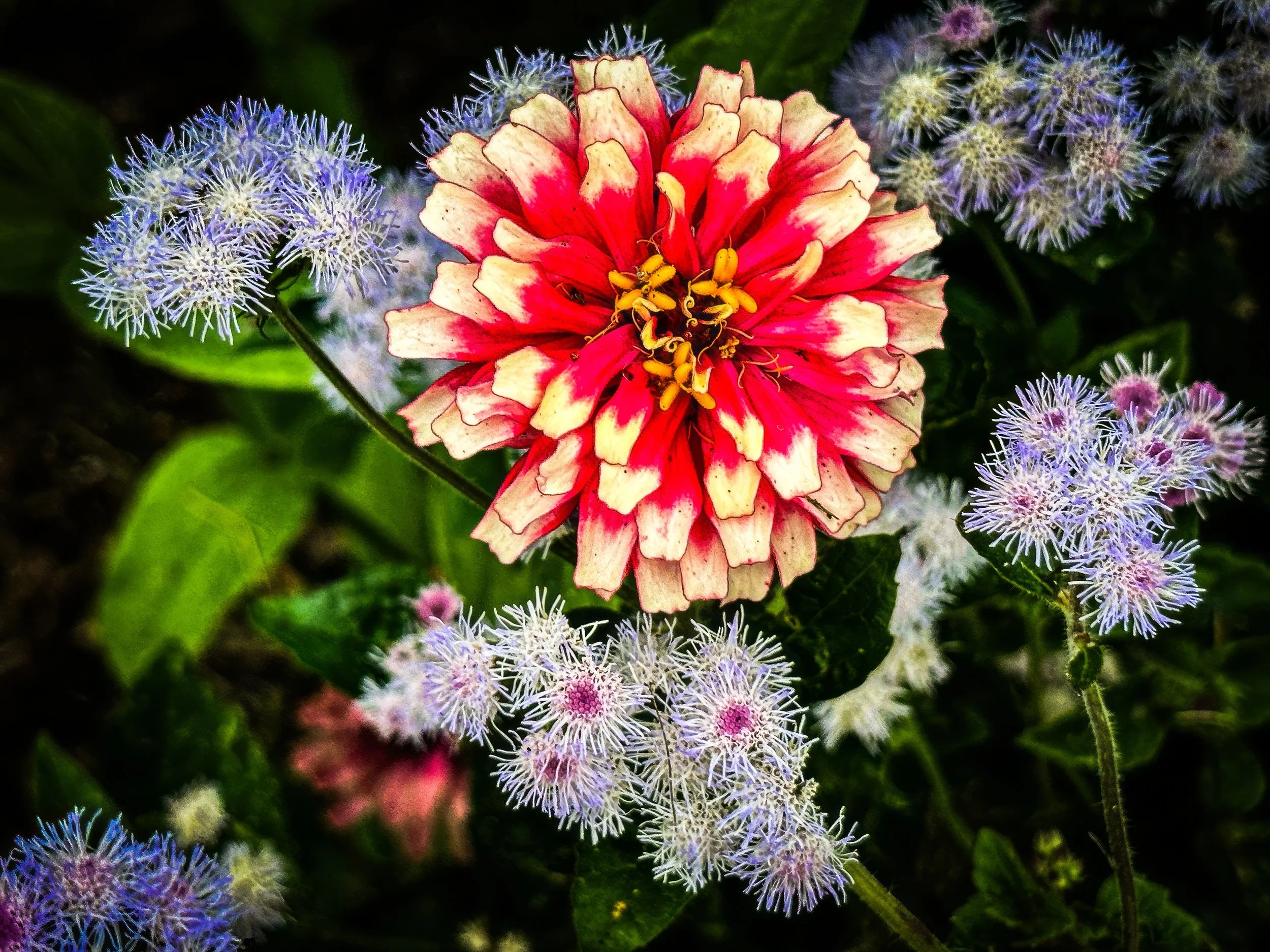 IMG_4807-2 copy-topaz-enhance-2x copy.jpg