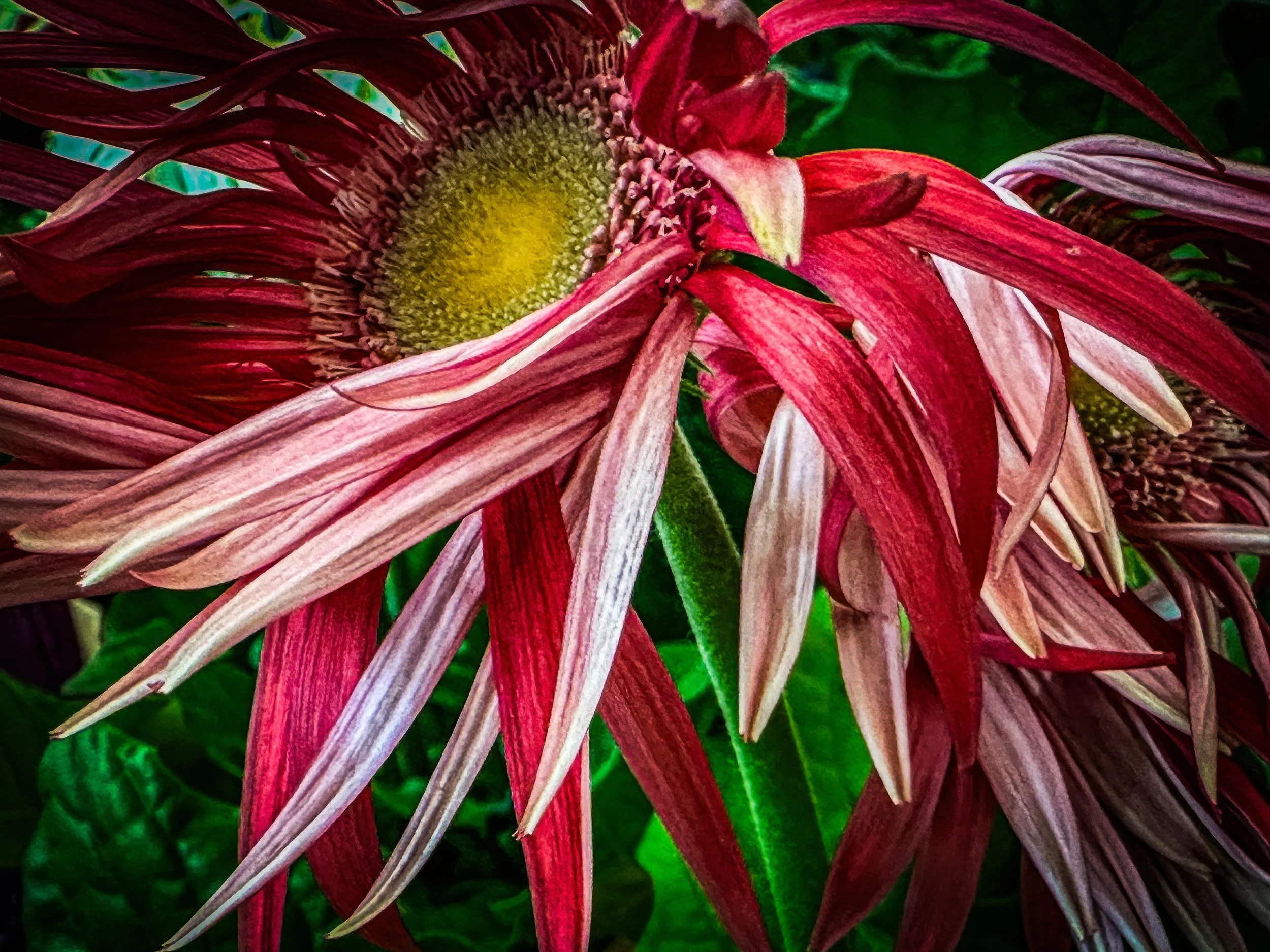 IMG_4542-2-topaz-enhance-2x copy.jpg