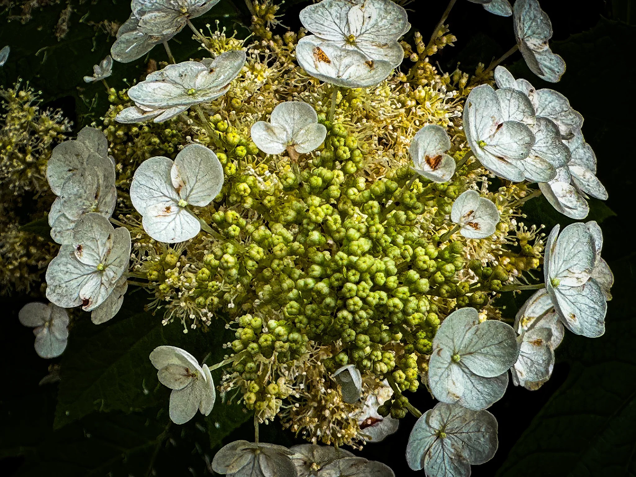 IMG_3619-2 copy-2-topaz-enhance-2x-2 copy.jpg