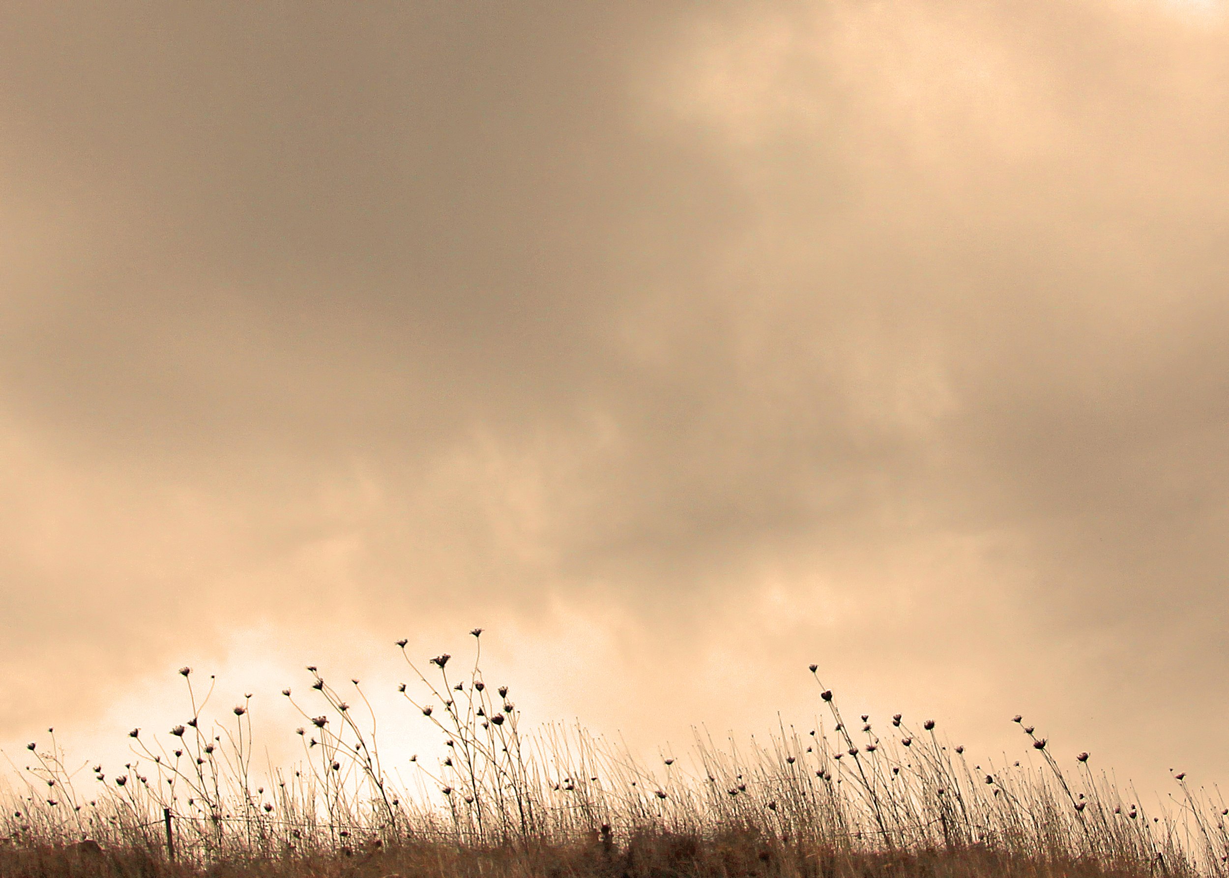 IMG_2412-3 copy-edit copy.jpg