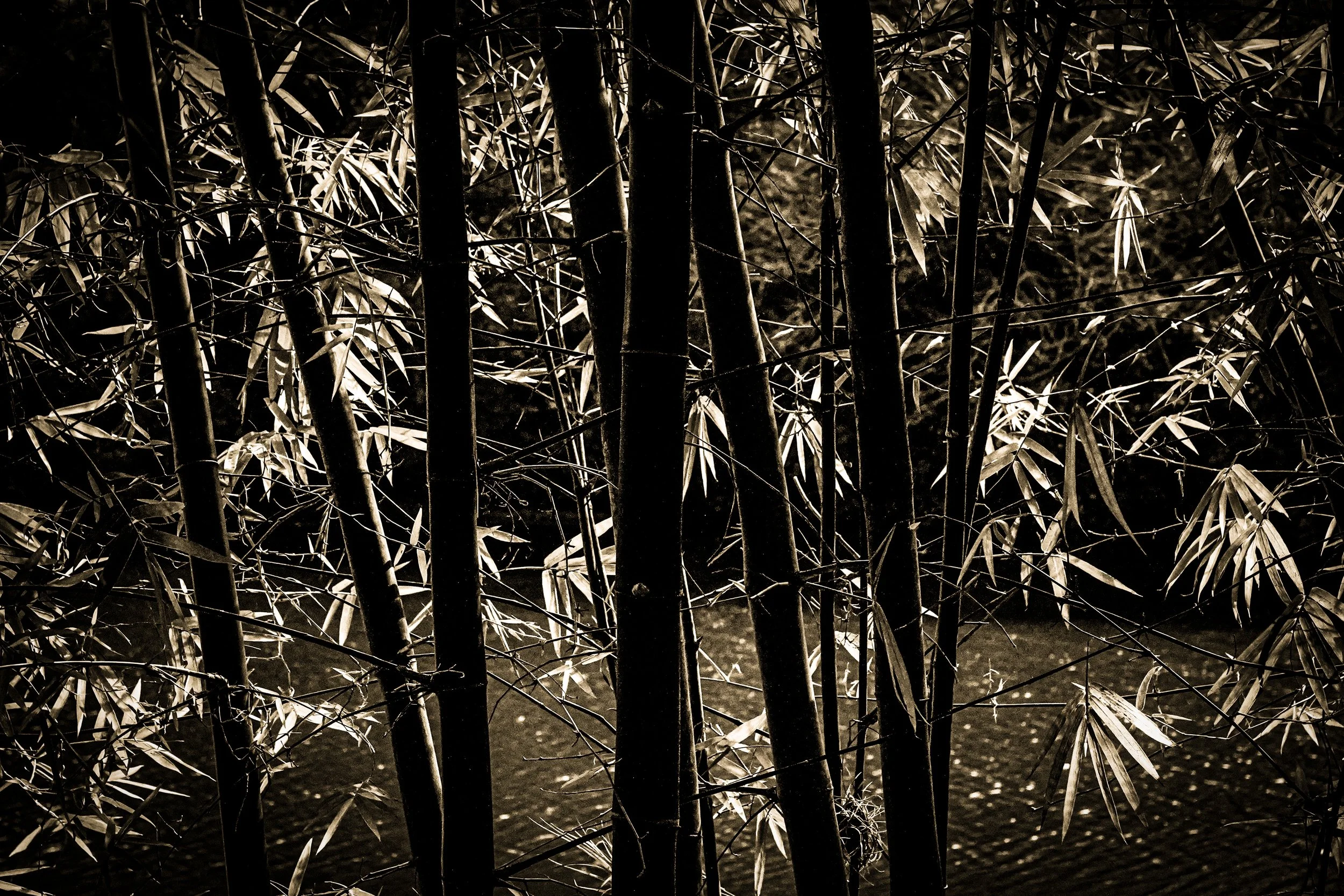 _DSC3526-3-3 copy.jpg