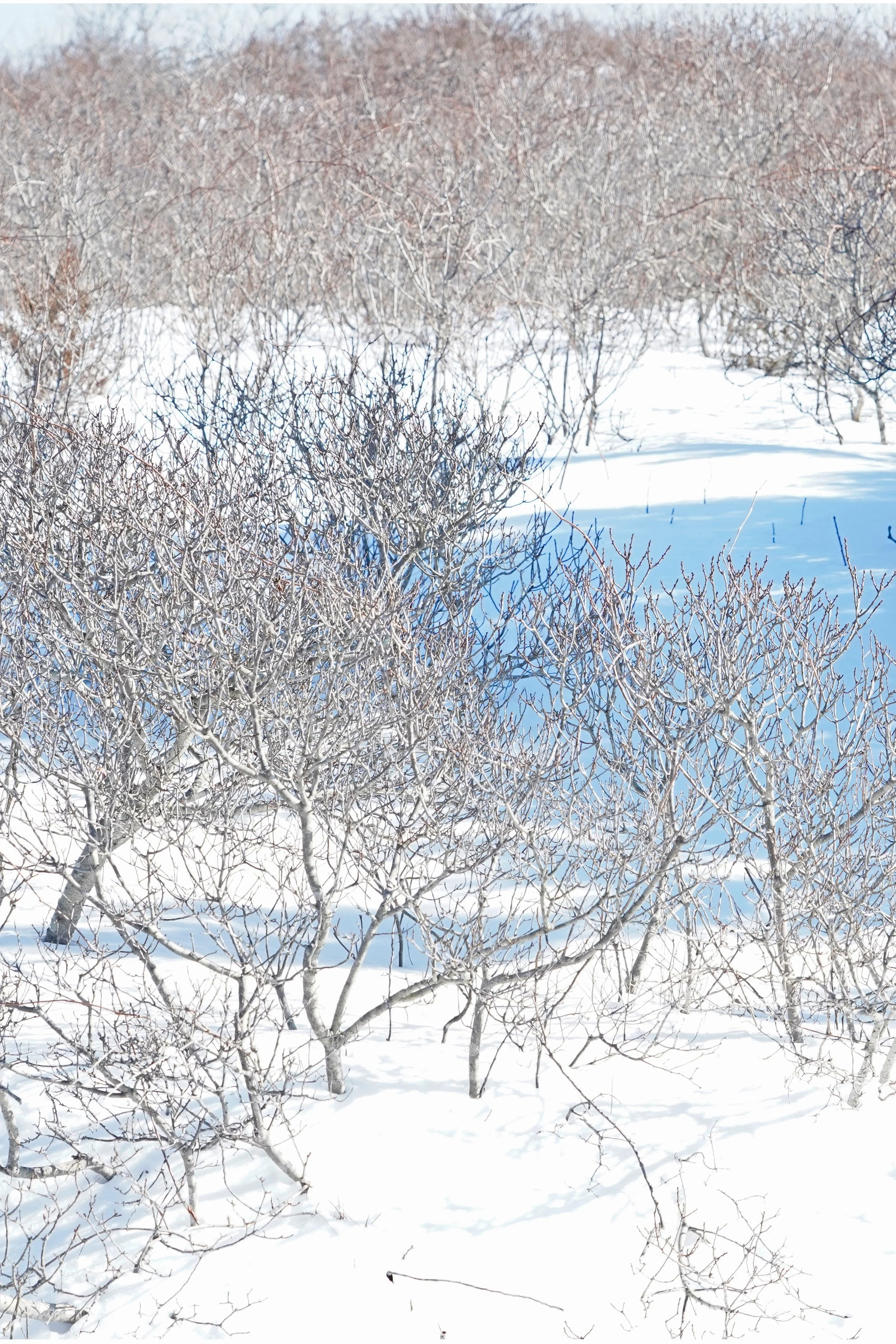 _DSC9125-2-2 copy.jpg