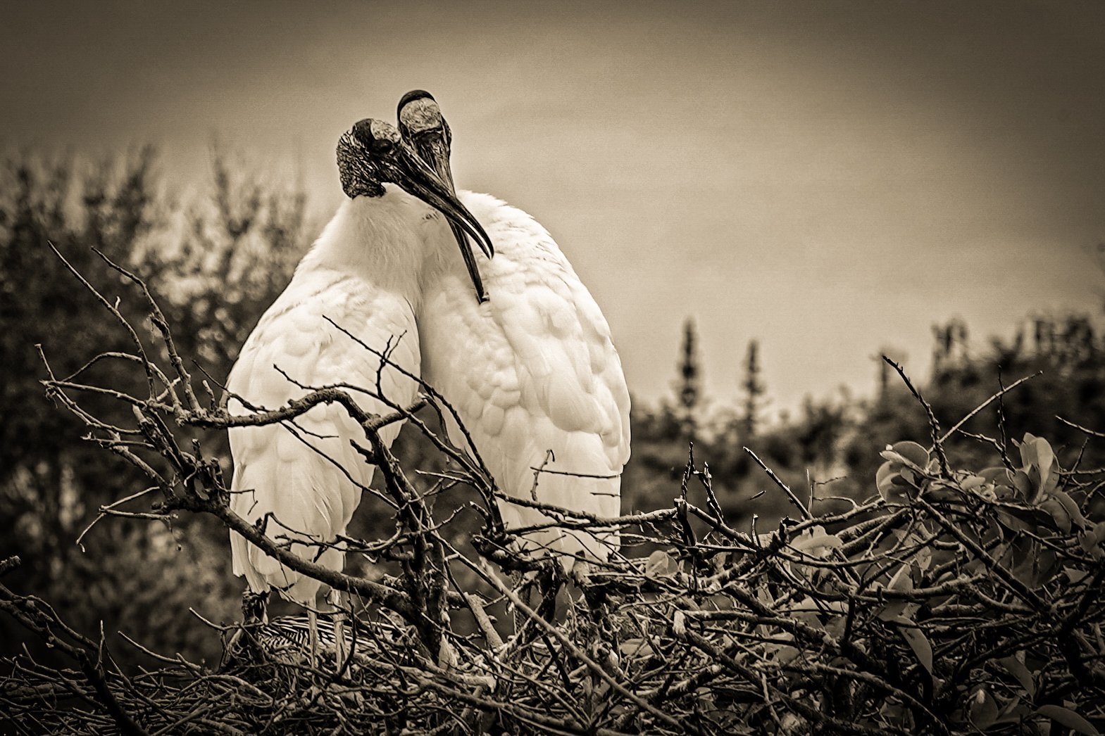 _DSC3664-3-2-2 copy.jpg