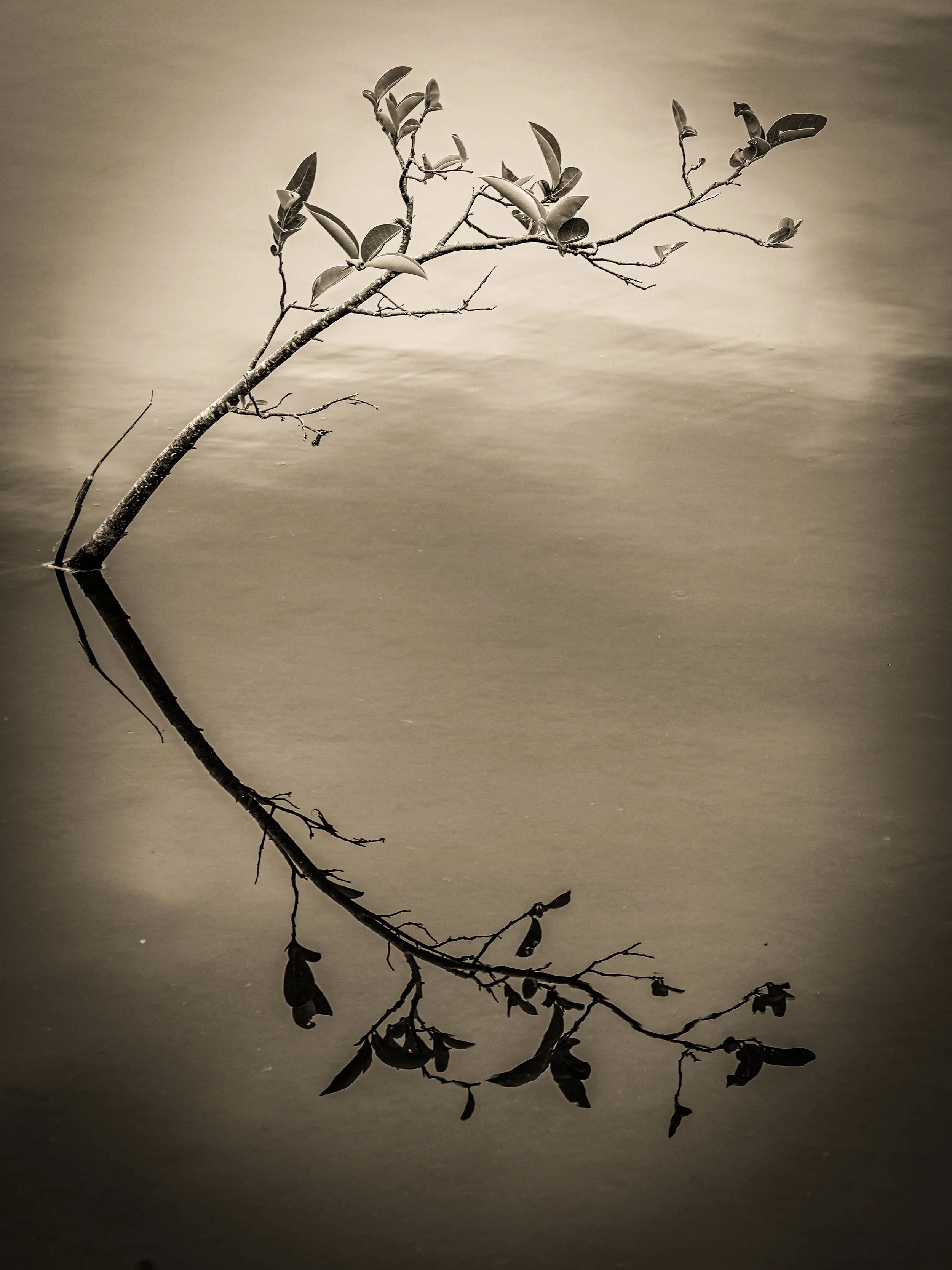 _DSC3797-4-2 copy.jpg