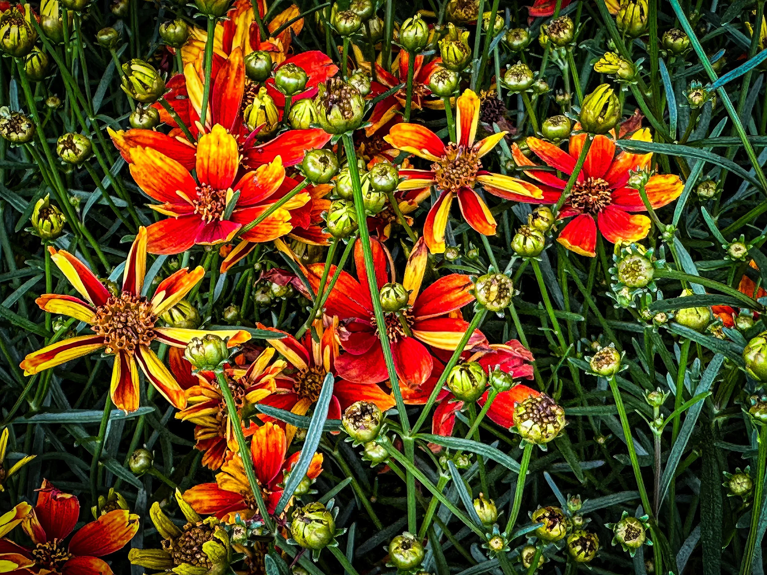 IMG_4424-topaz-enhance-2x copy.jpg