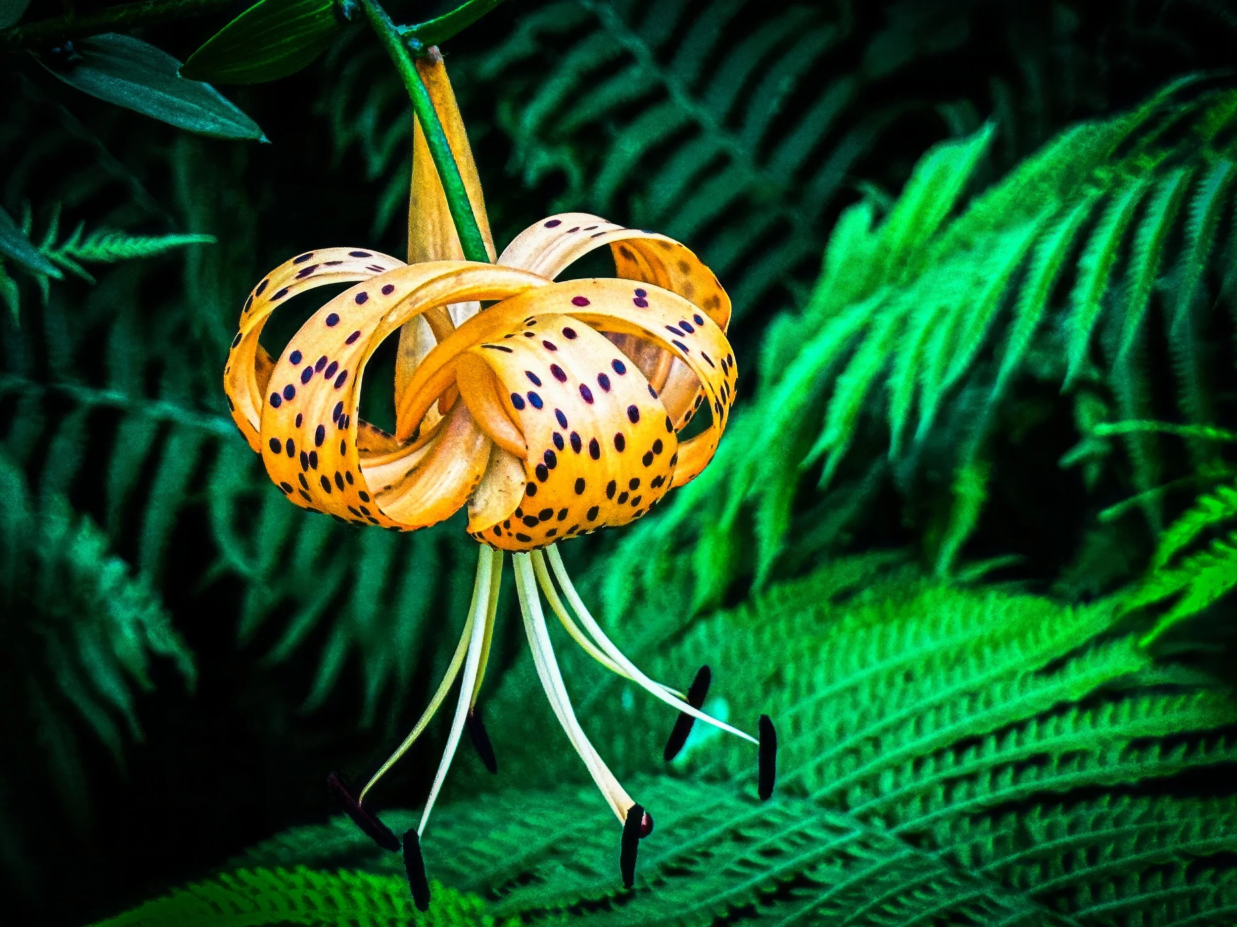 IMG_4852-2 copy-topaz-enhance-2x copy.jpg